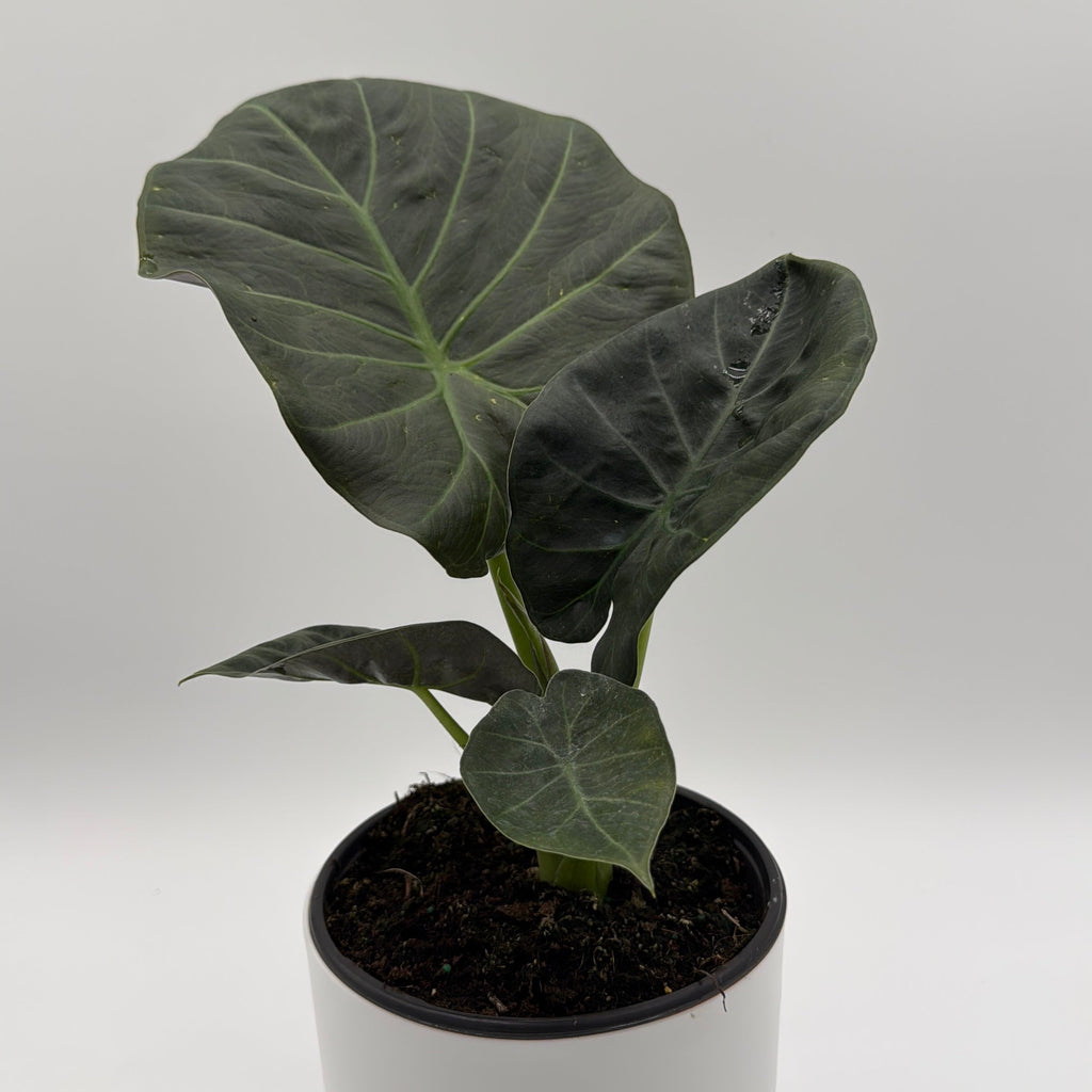 Alocasia Regal Shields Sumo
