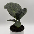 Alocasia Regal Shields Sumo