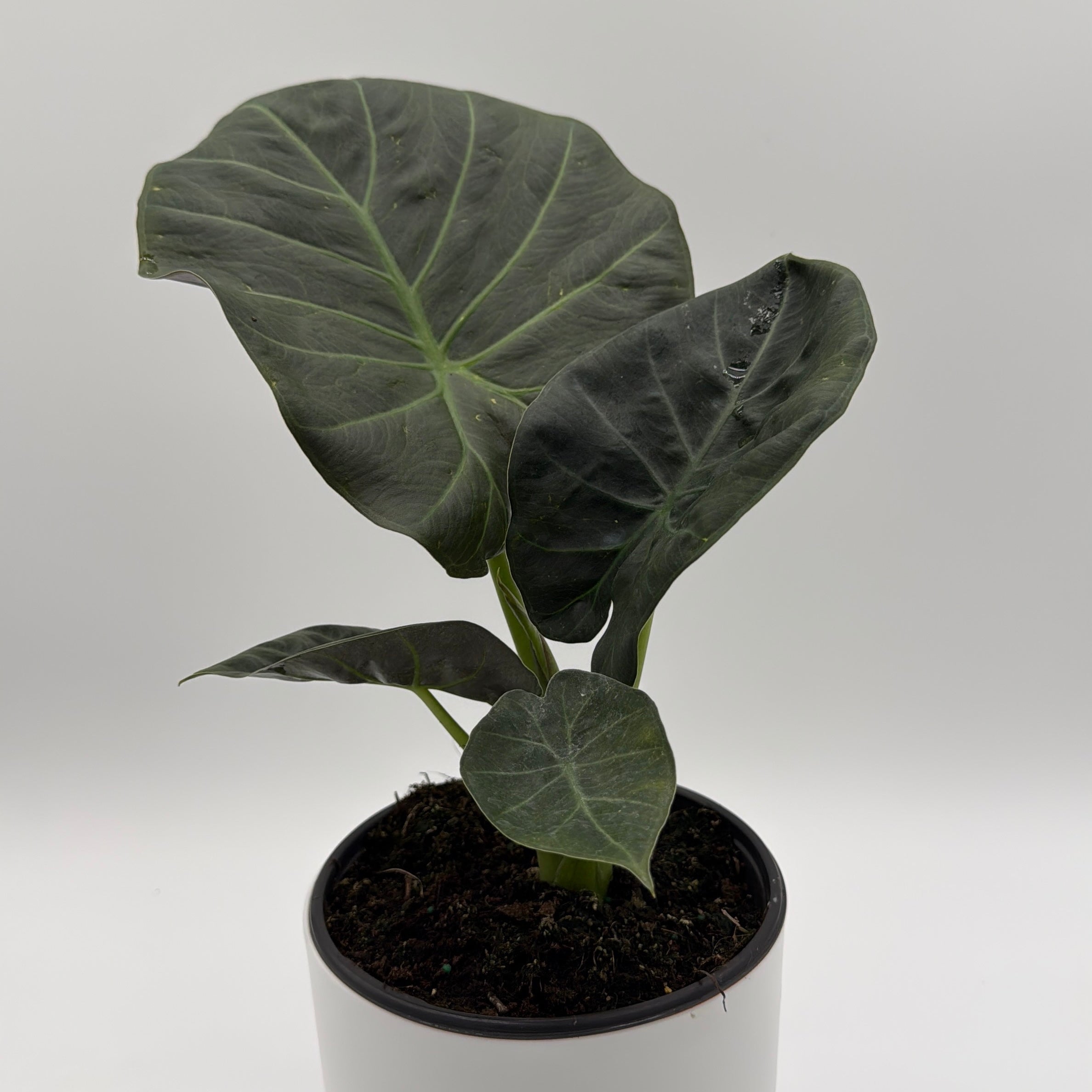 Alocasia Regal Shields Sumo
