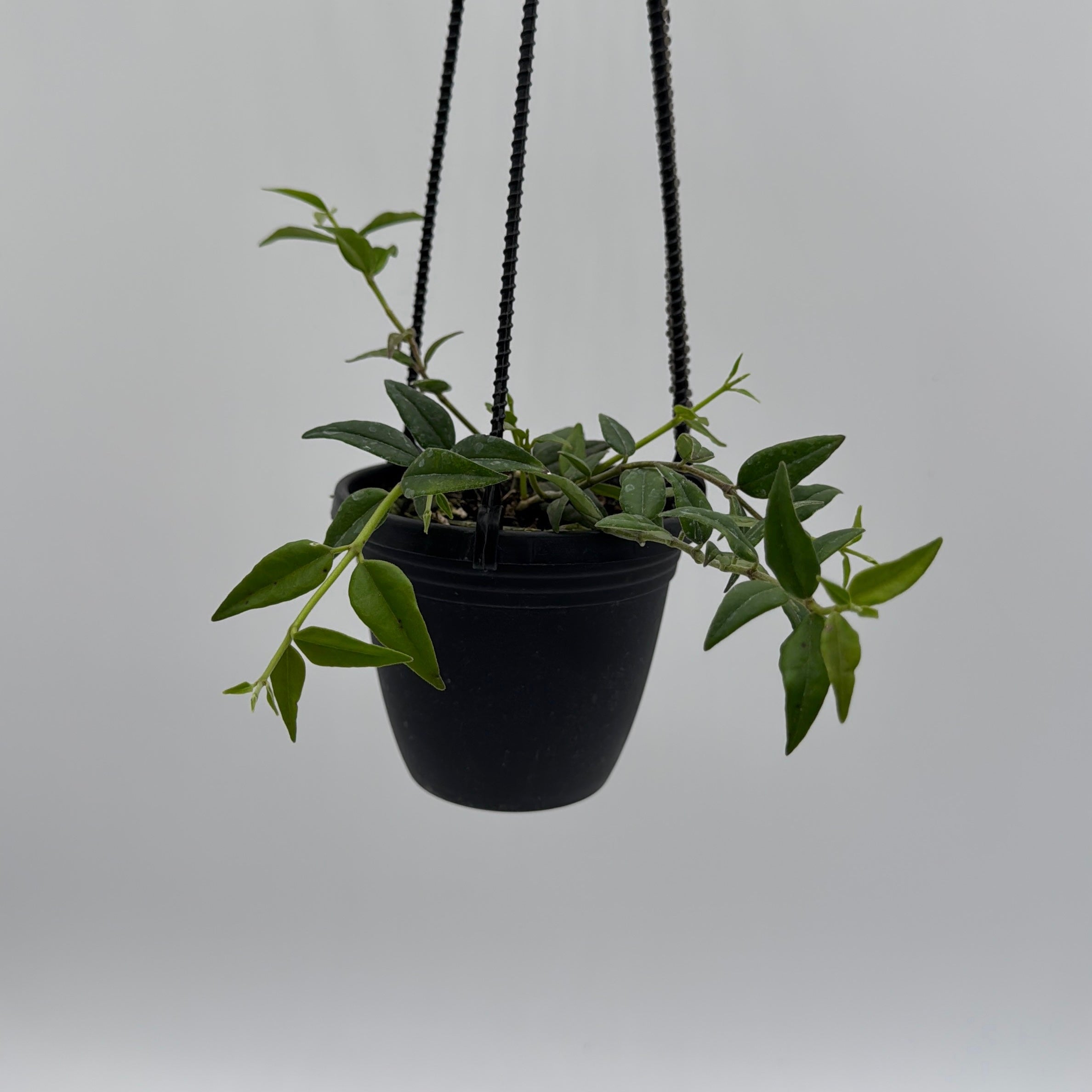 Hoya Bella