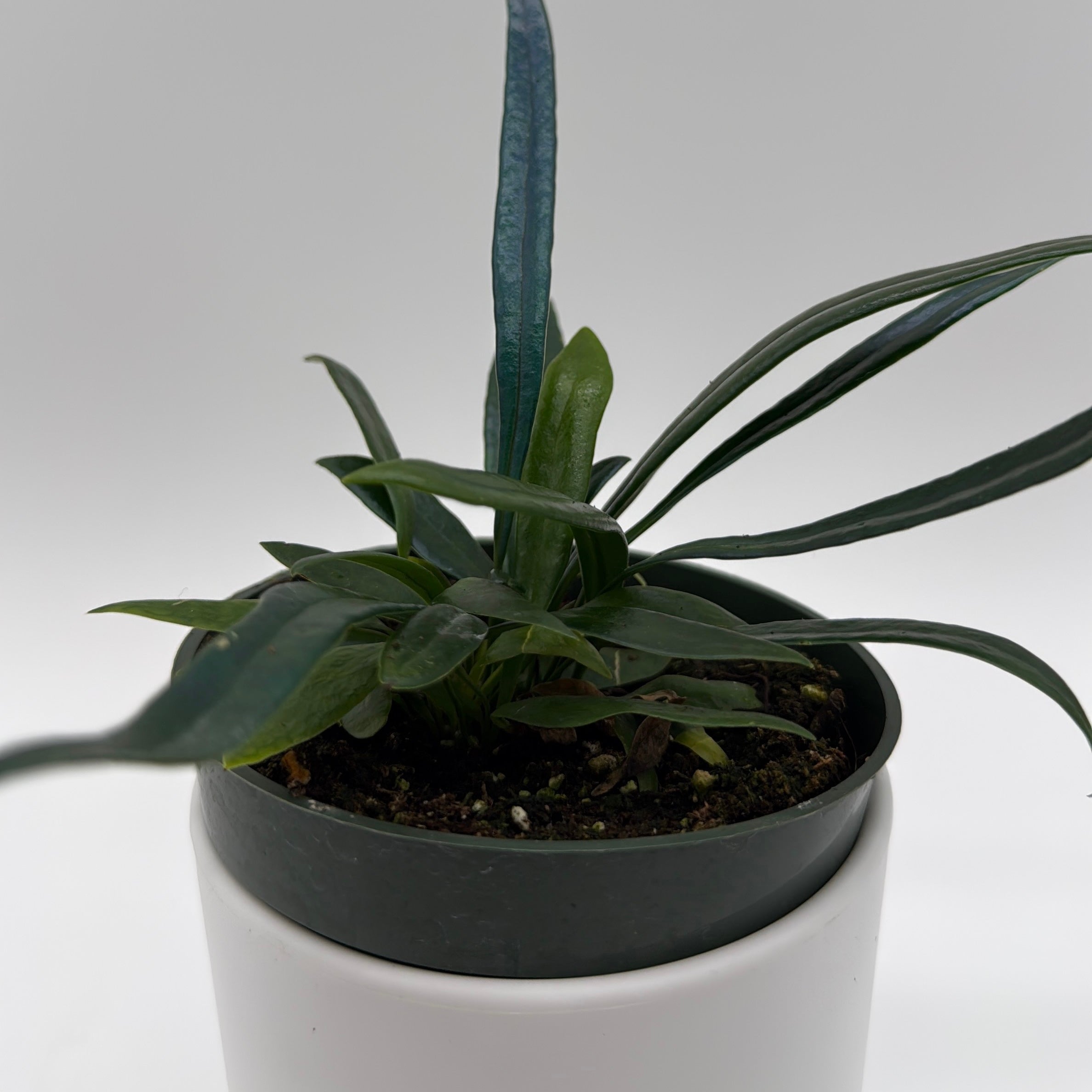Blue Oil Fern