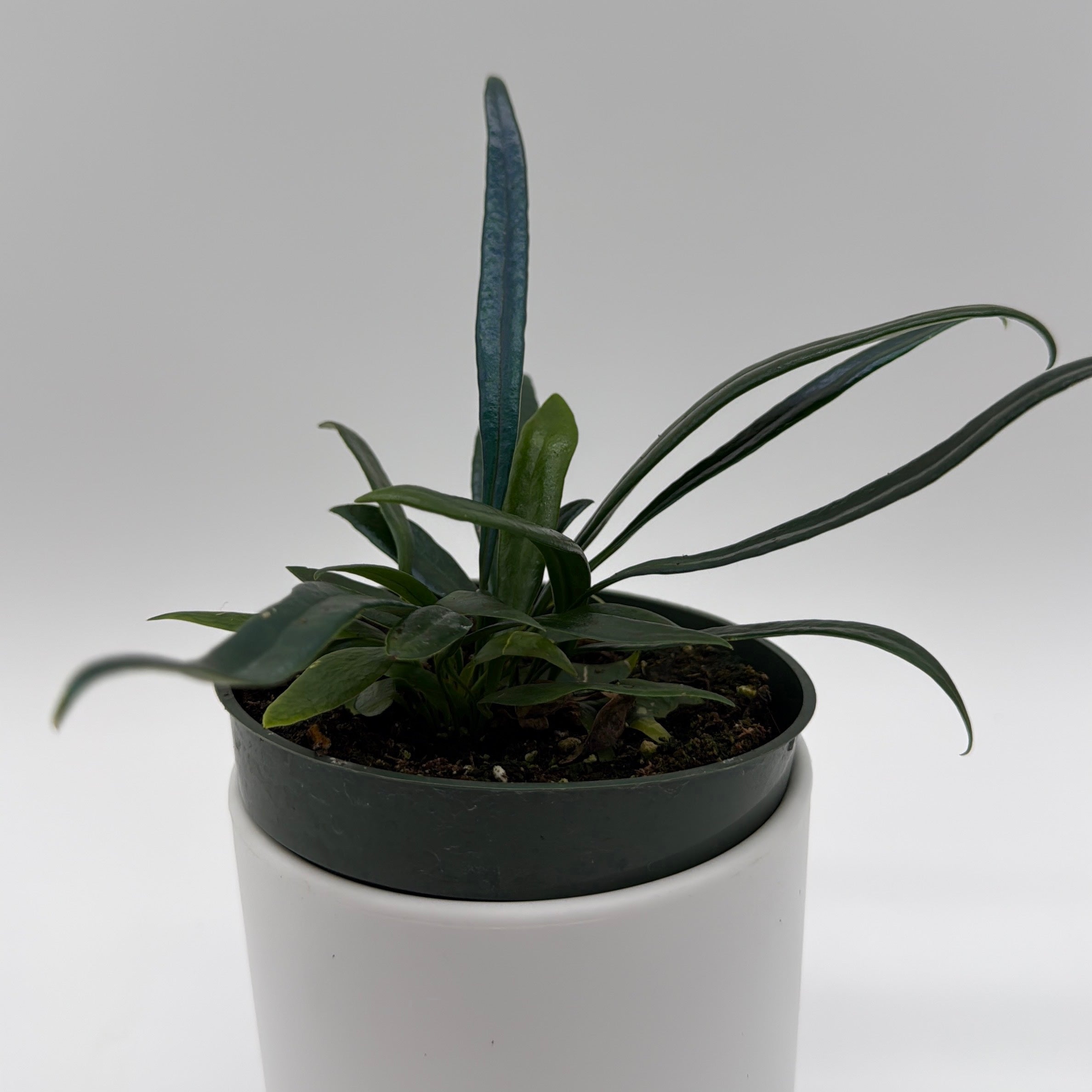 Blue Oil Fern
