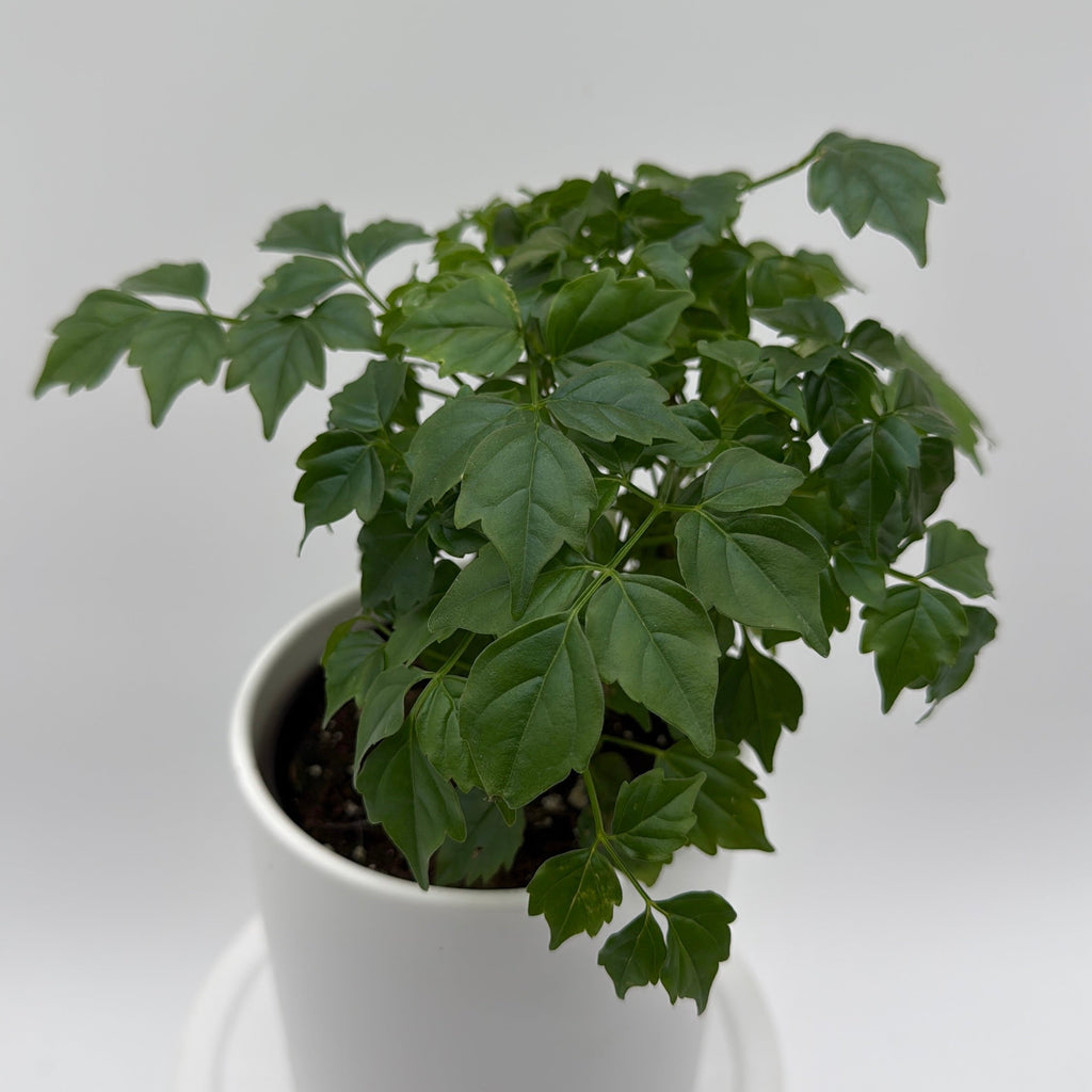 China Doll Plant (Radermachera Sinica)