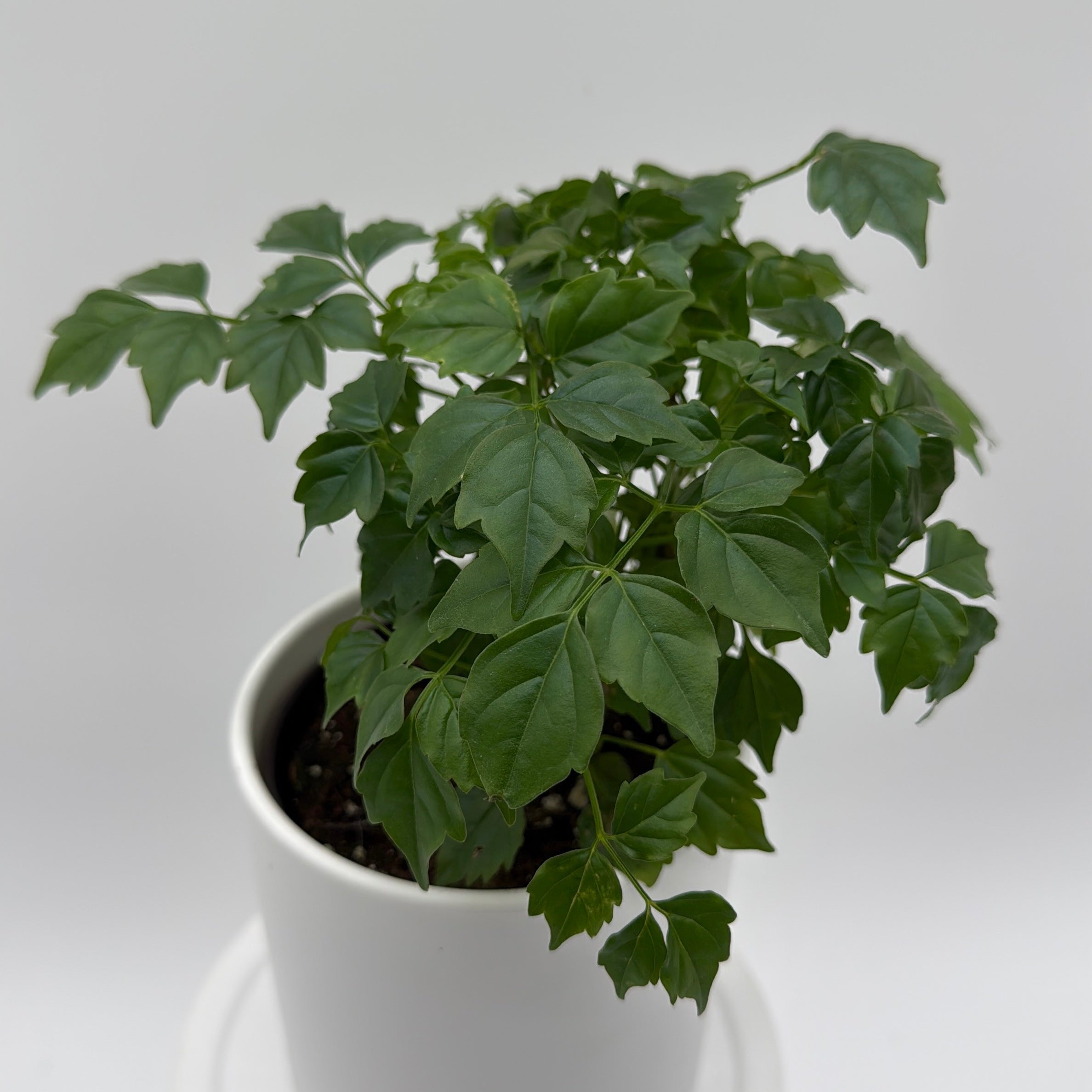 China Doll Plant (Radermachera Sinica)
