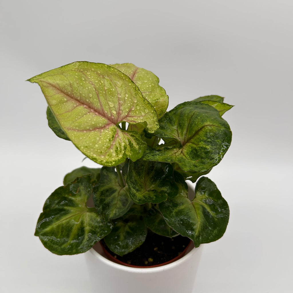 Syngonium 'Orn Thong'