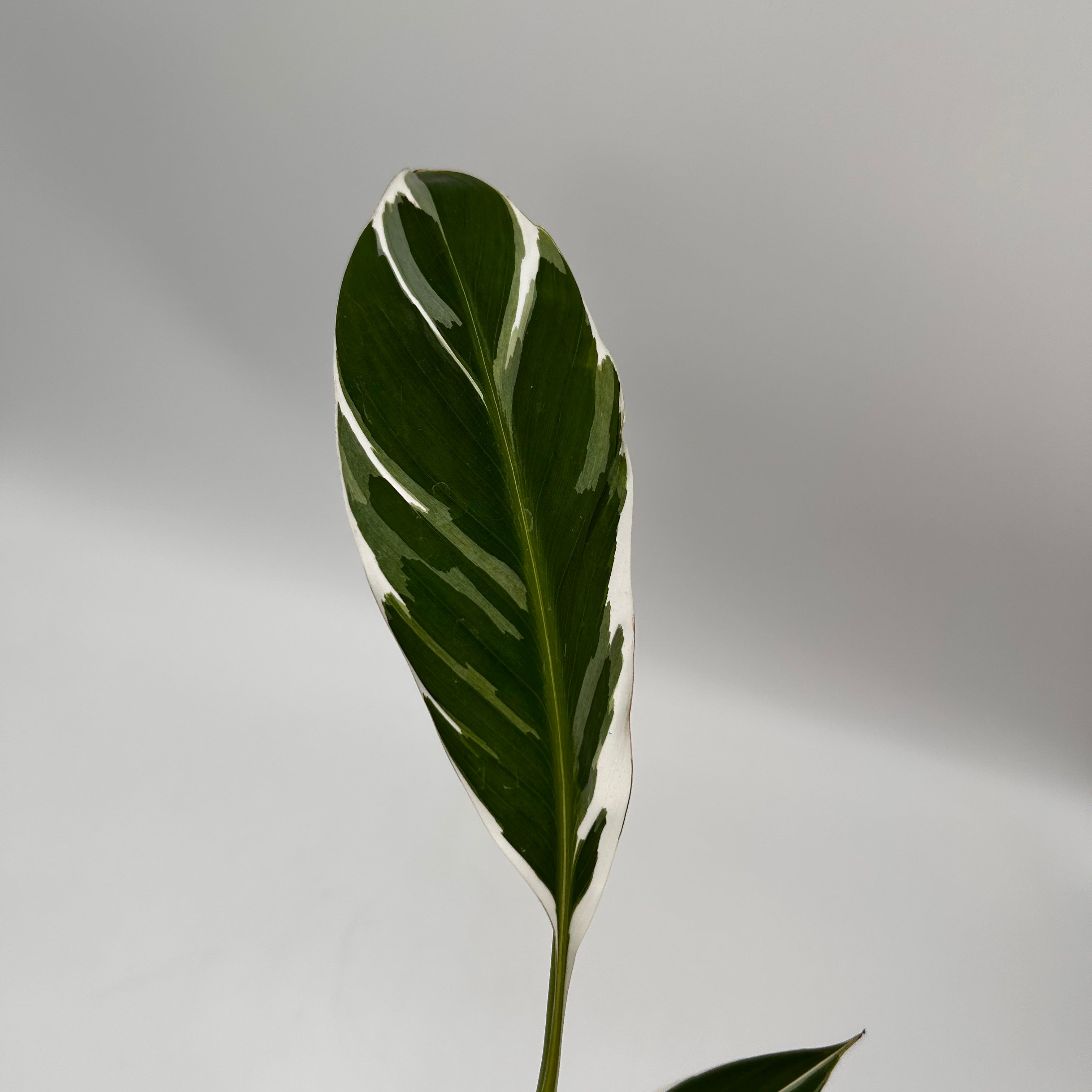 Variegated Musa Nono