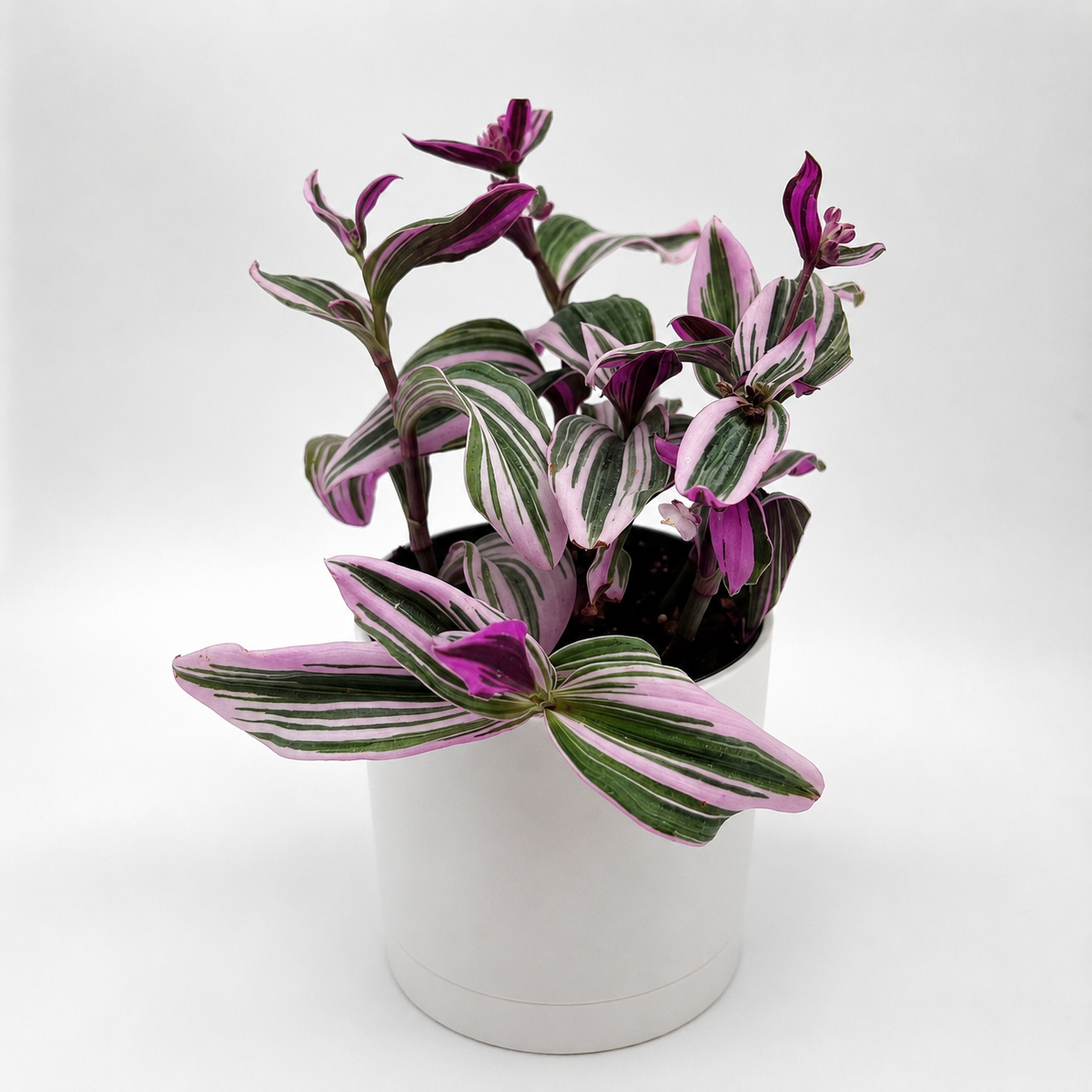 Tradescantia Nanouk