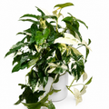Syngonium Albo