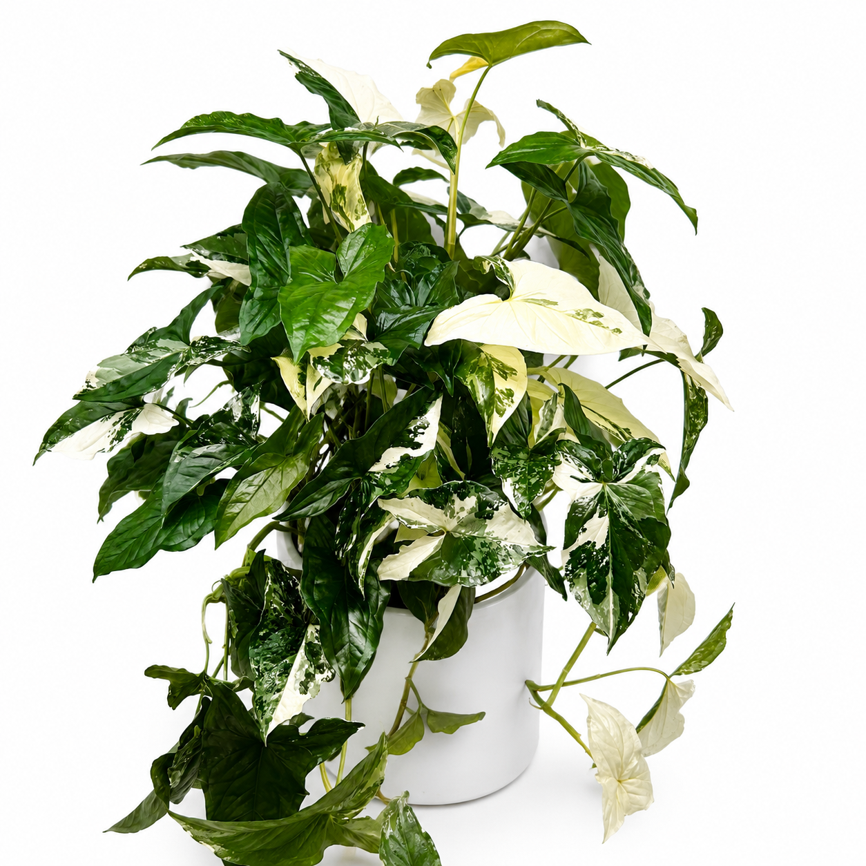Syngonium Albo