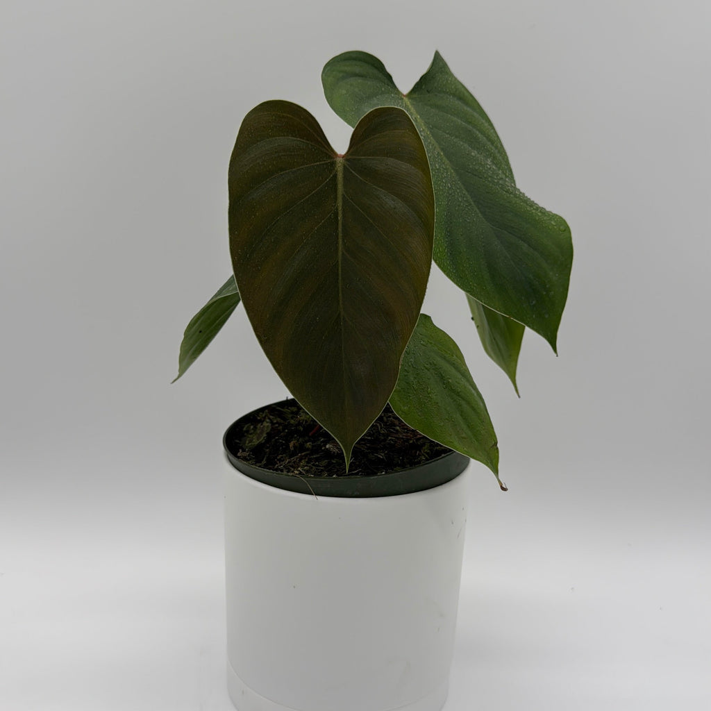 Philodendron Lynamii