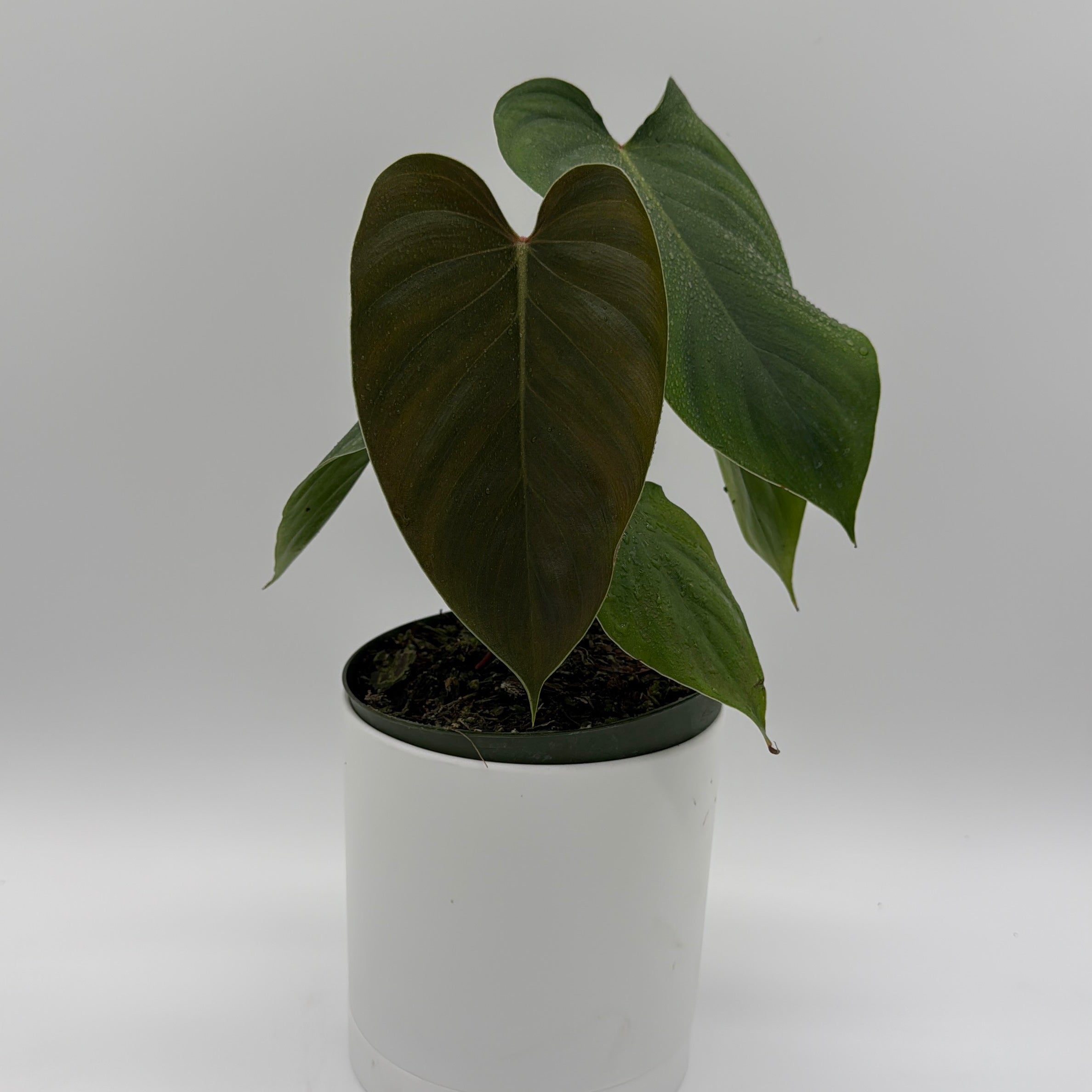 Philodendron Lynamii