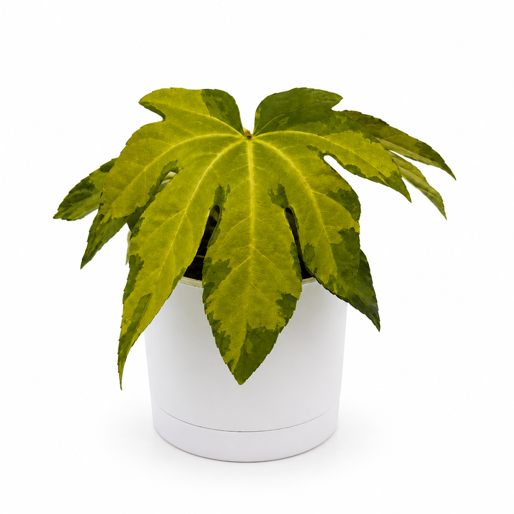 Variegated Fatsia Japonica Camoflouge