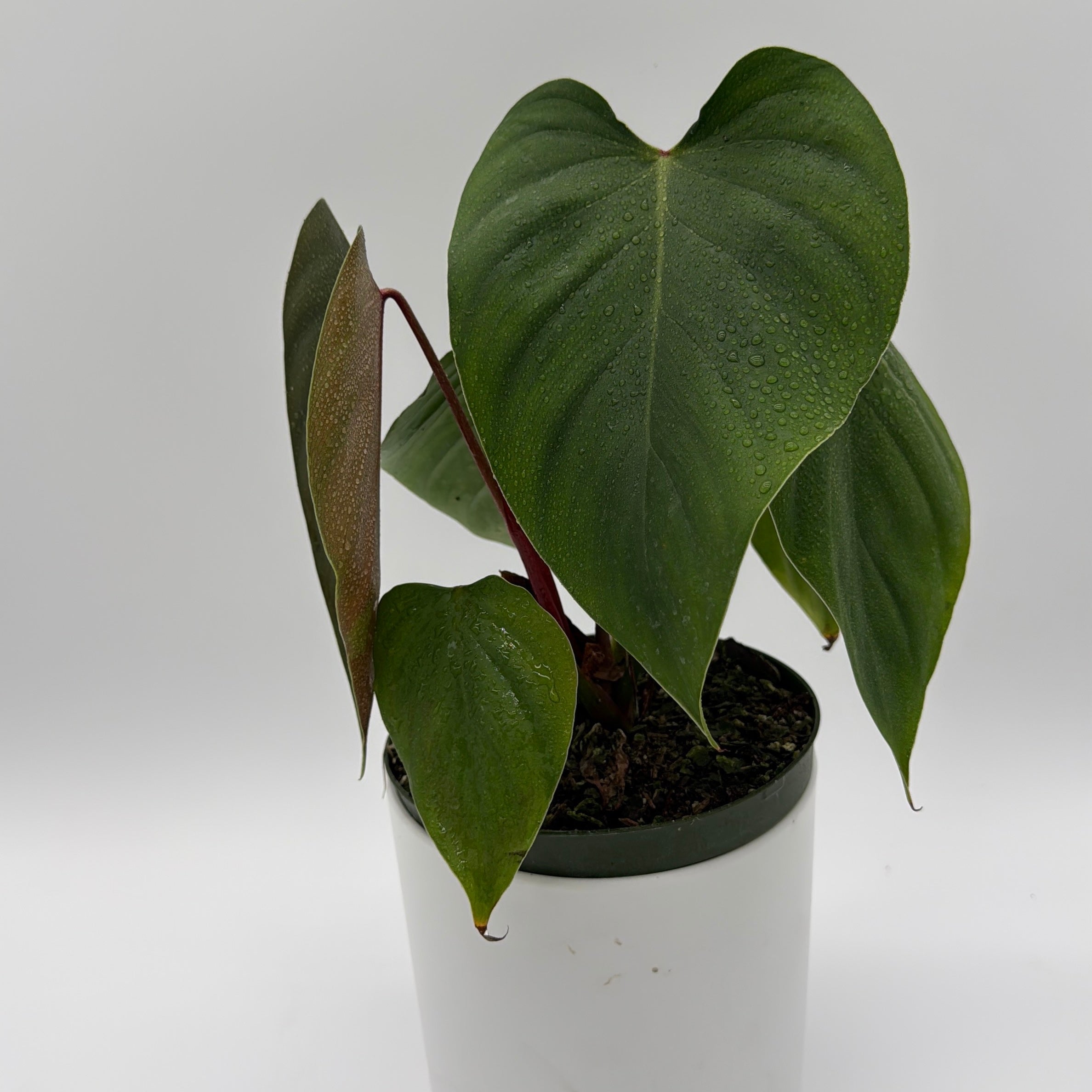 Philodendron Lynamii
