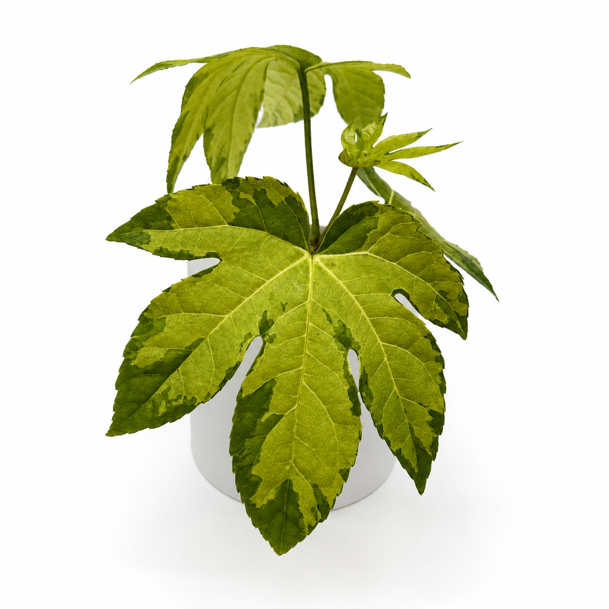 Variegated Fatsia Japonica Camoflouge