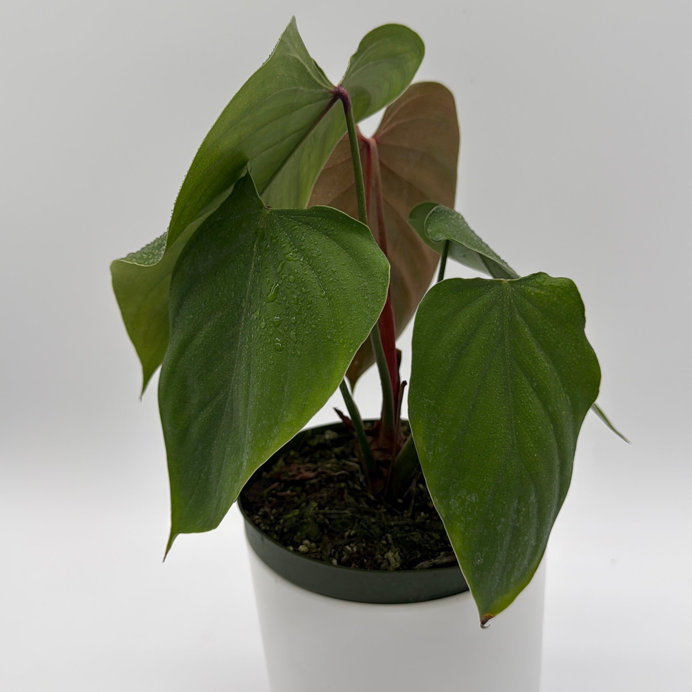 Philodendron Lynamii