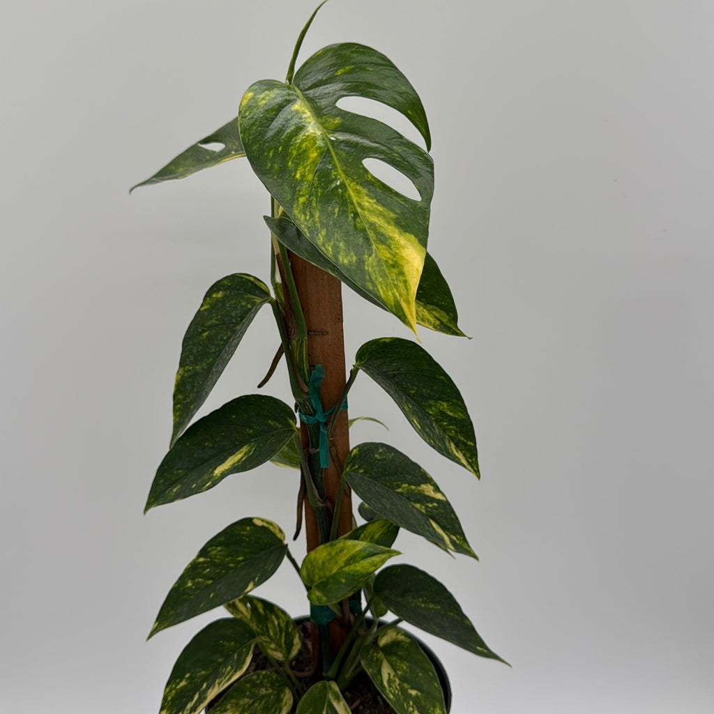 Epipremnum Pinnatum Yellow Flame