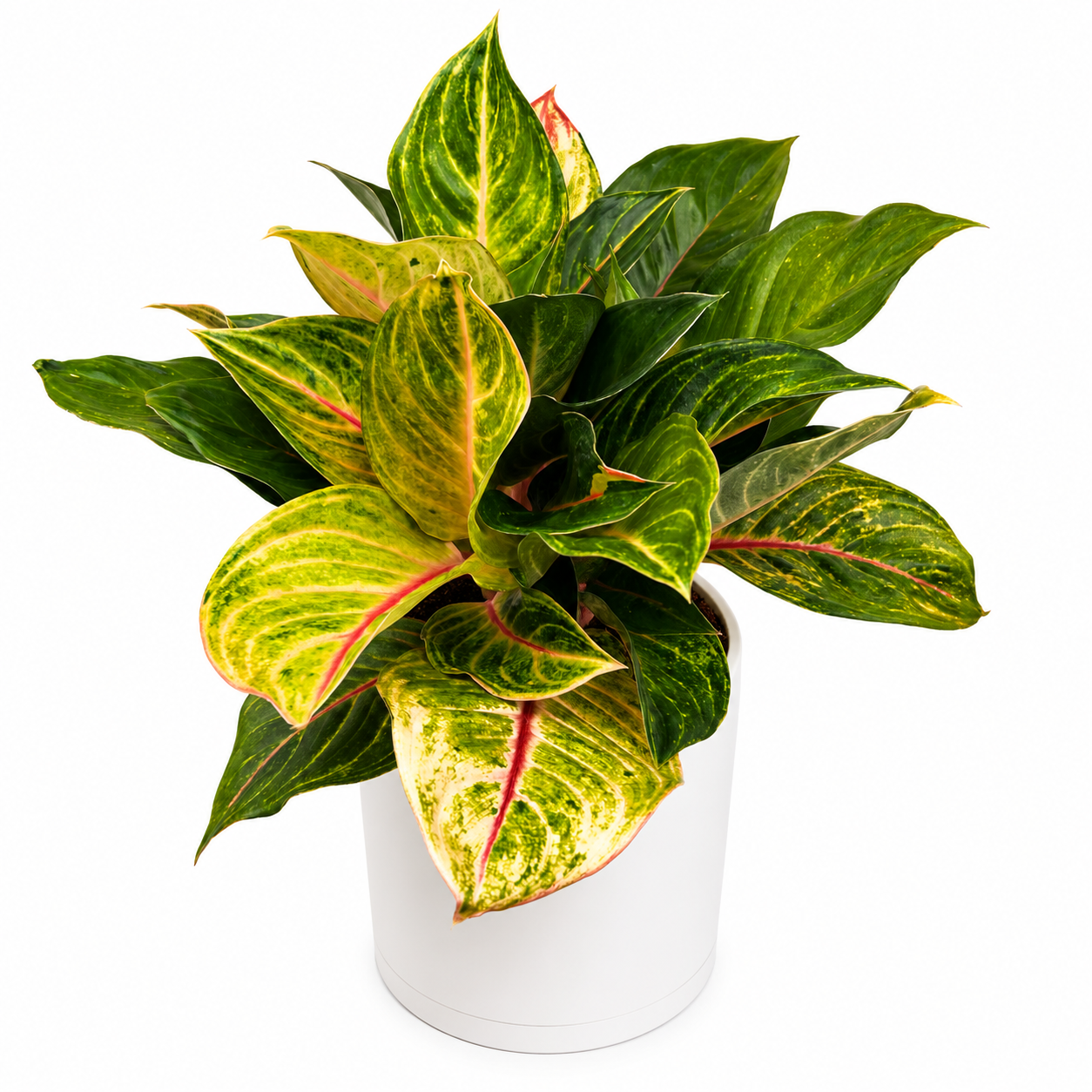Aglaonema 'Golden Fluorite'