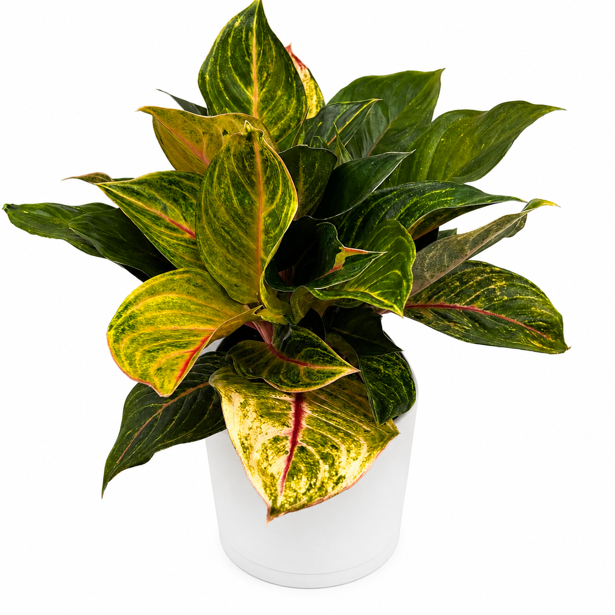 Aglaonema 'Golden Fluorite'