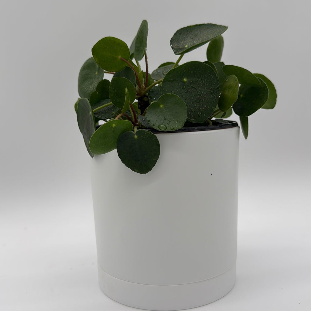 Chinese Money Tree (UFO Plant)