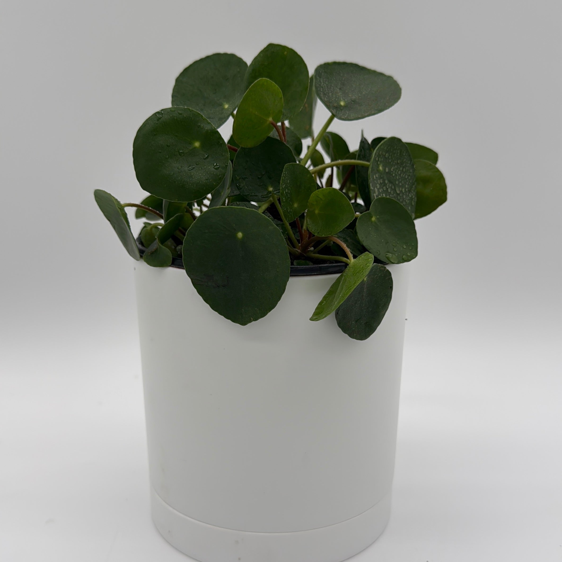 Chinese Money Tree (UFO Plant)