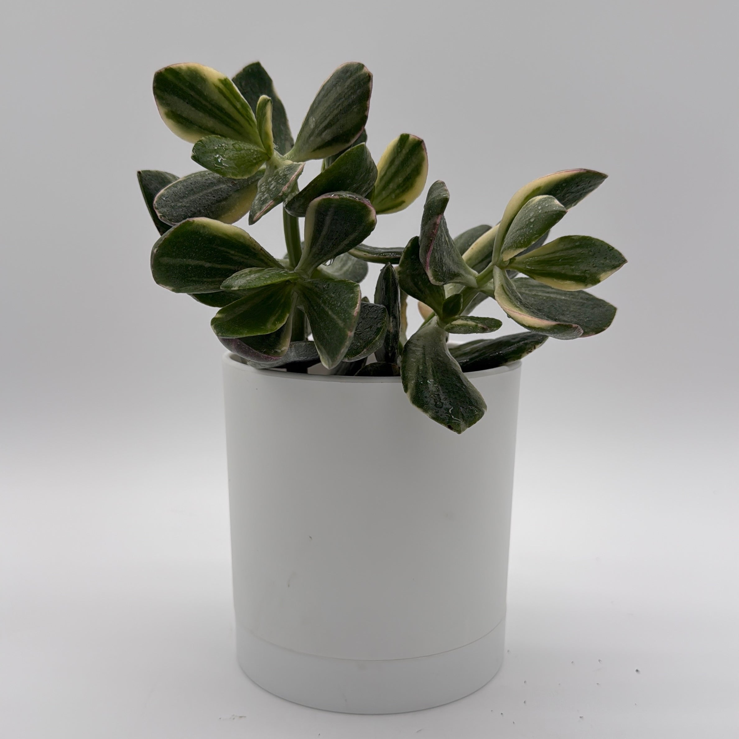 Variegated Jade Plant