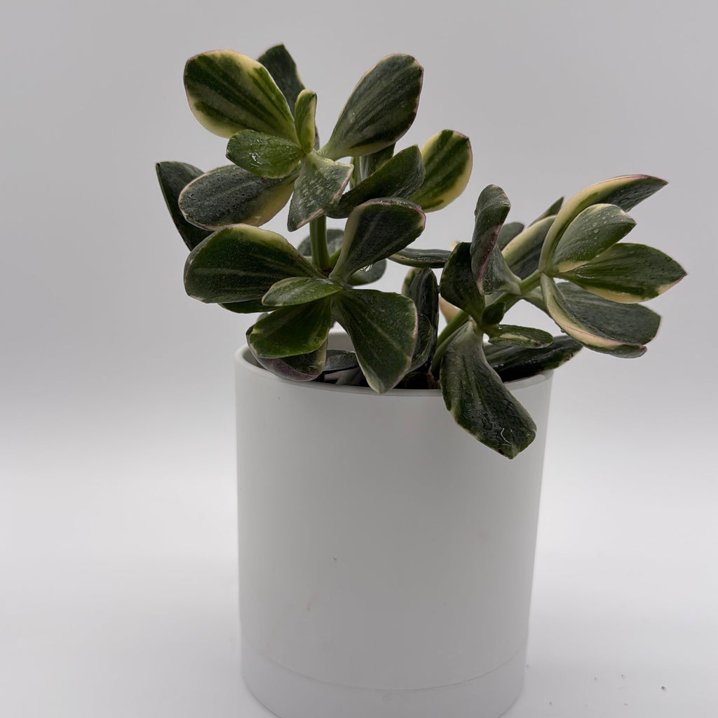 Variegated Jade Plant