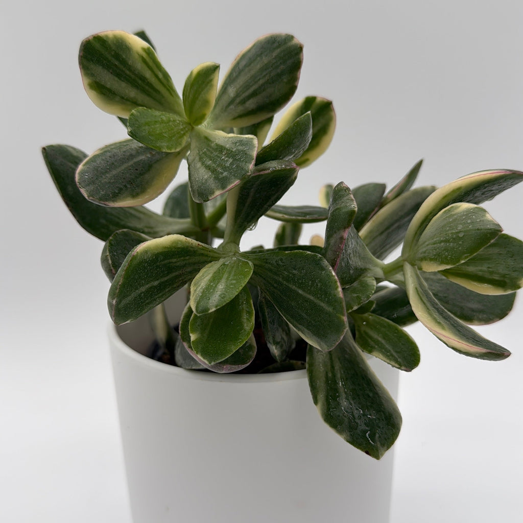 Variegated Jade Plant