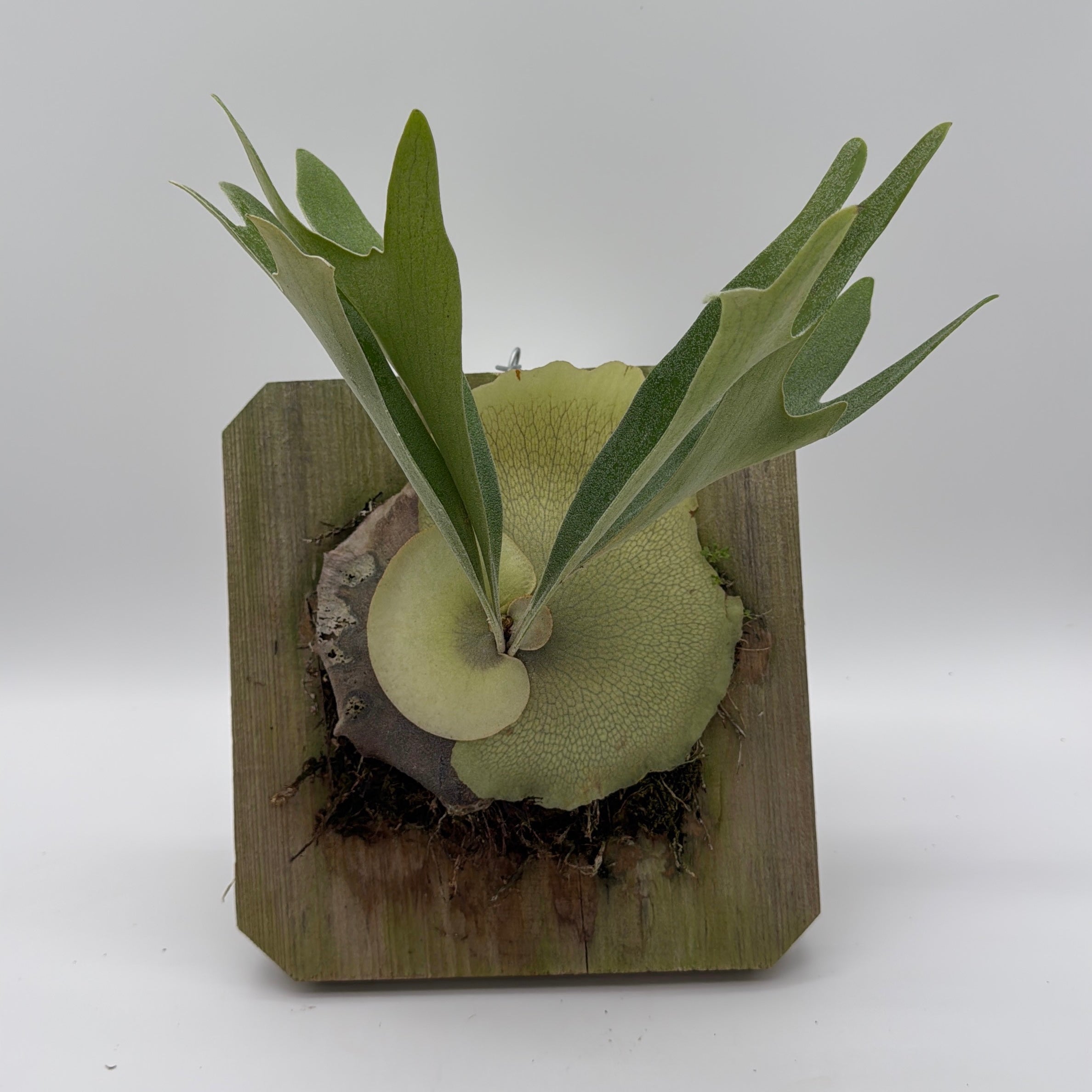 Handmade Staghorn Fern Mount