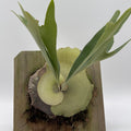 Handmade Staghorn Fern Mount
