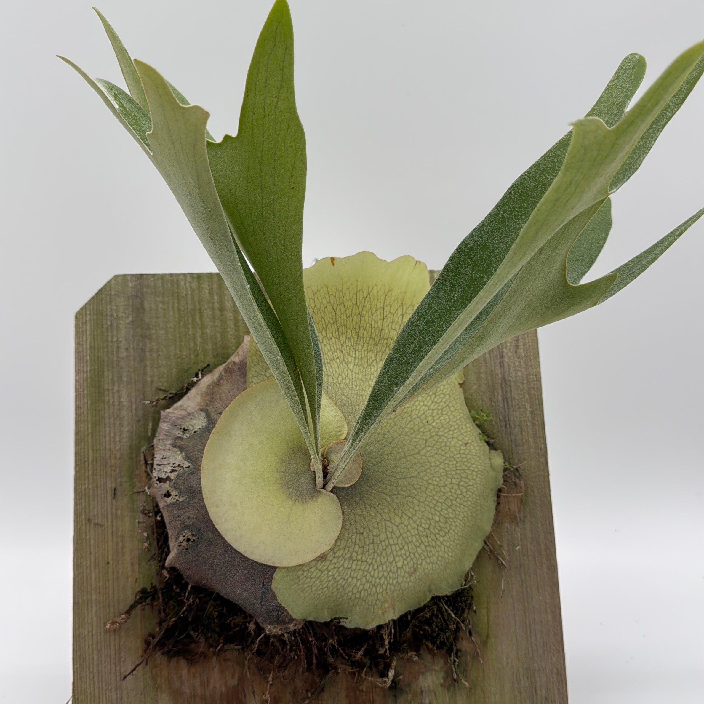 Handmade Staghorn Fern Mount