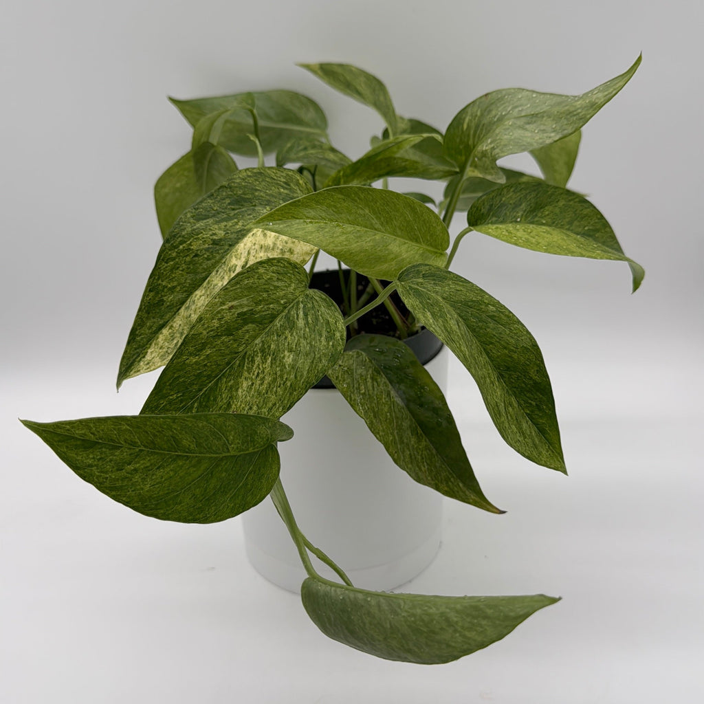 Pothos Jungle Mint