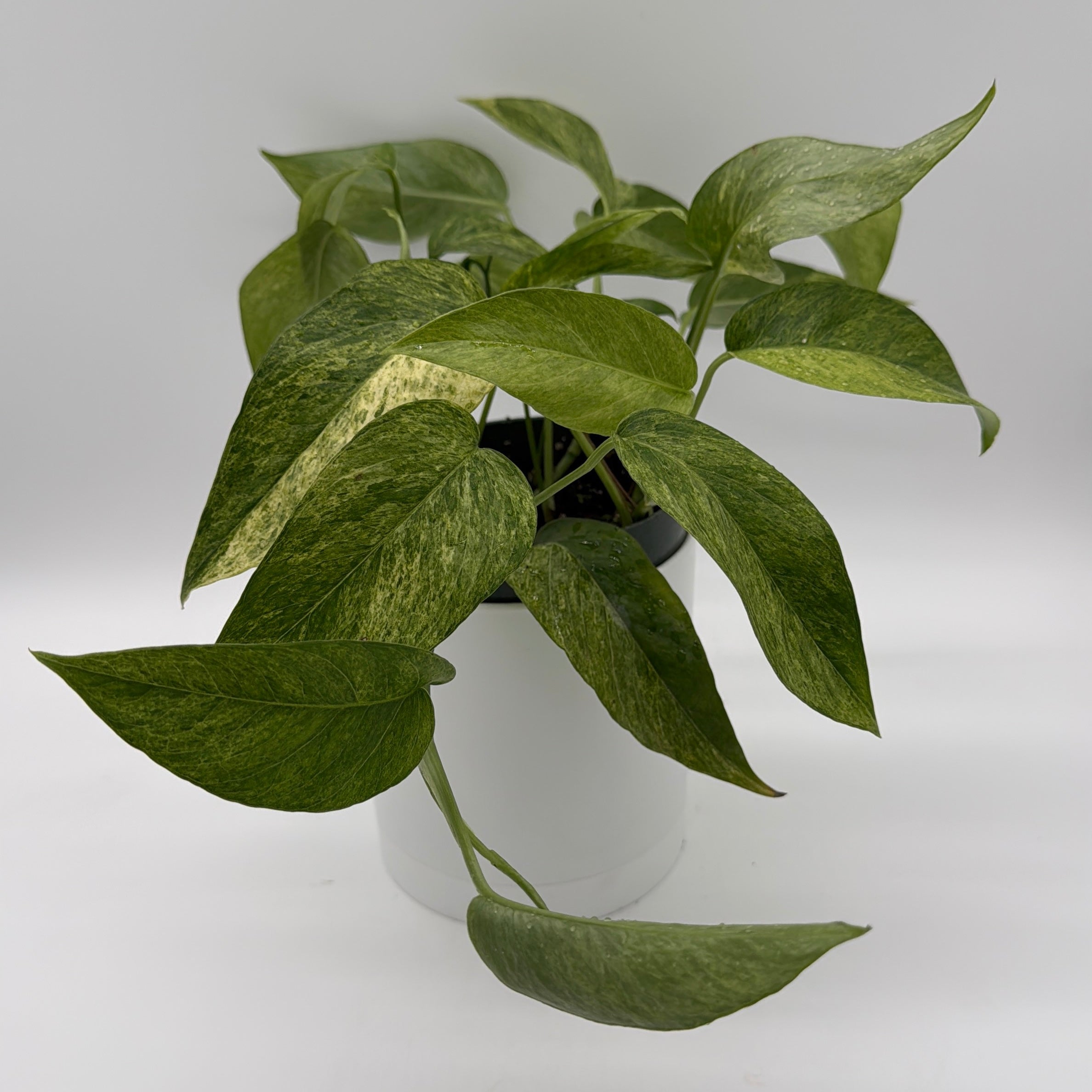 Pothos Jungle Mint