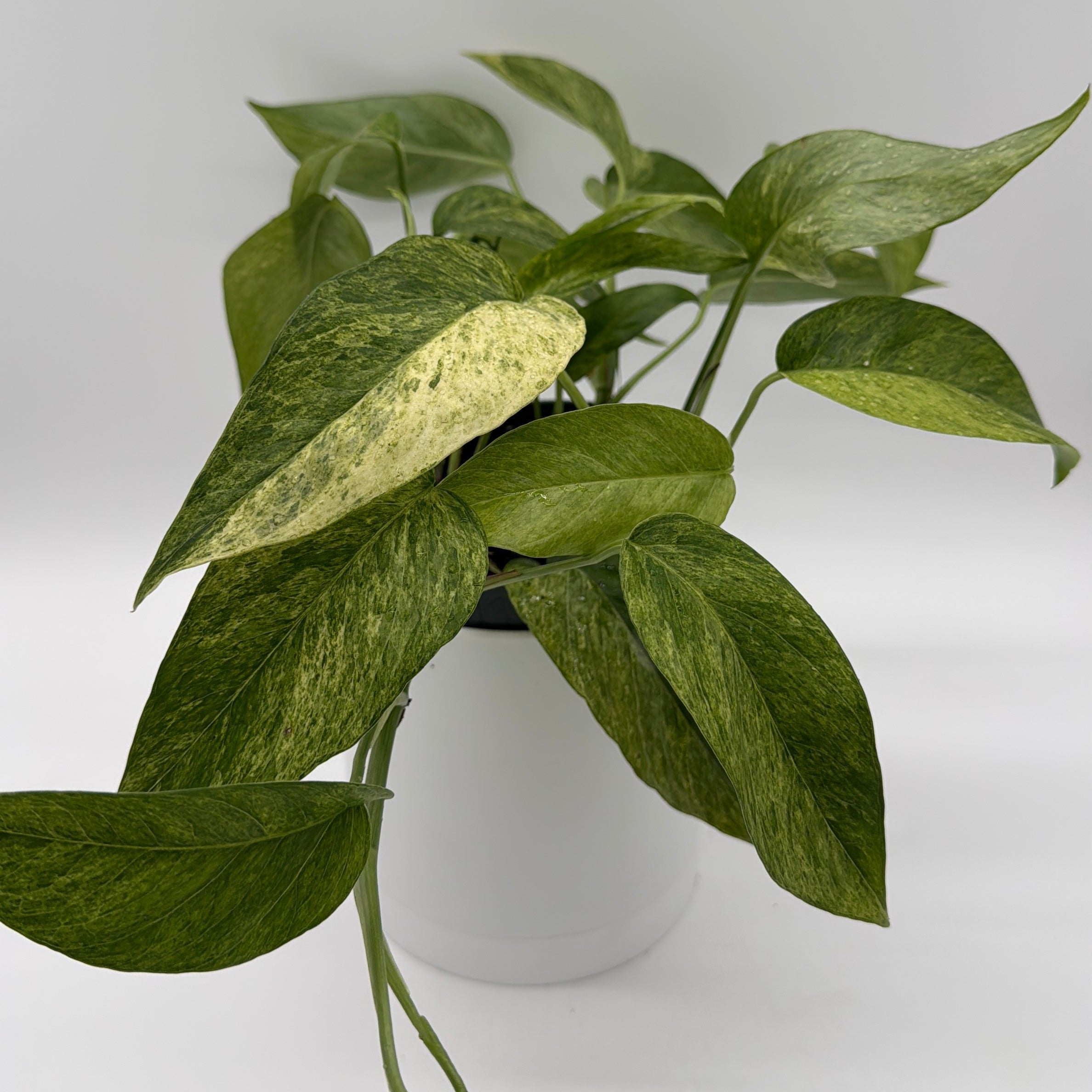 Pothos Jungle Mint