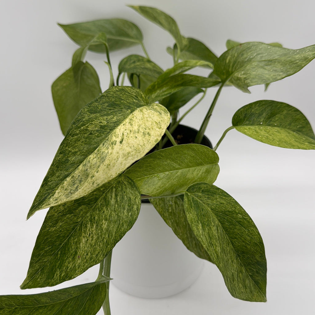 Pothos Jungle Mint