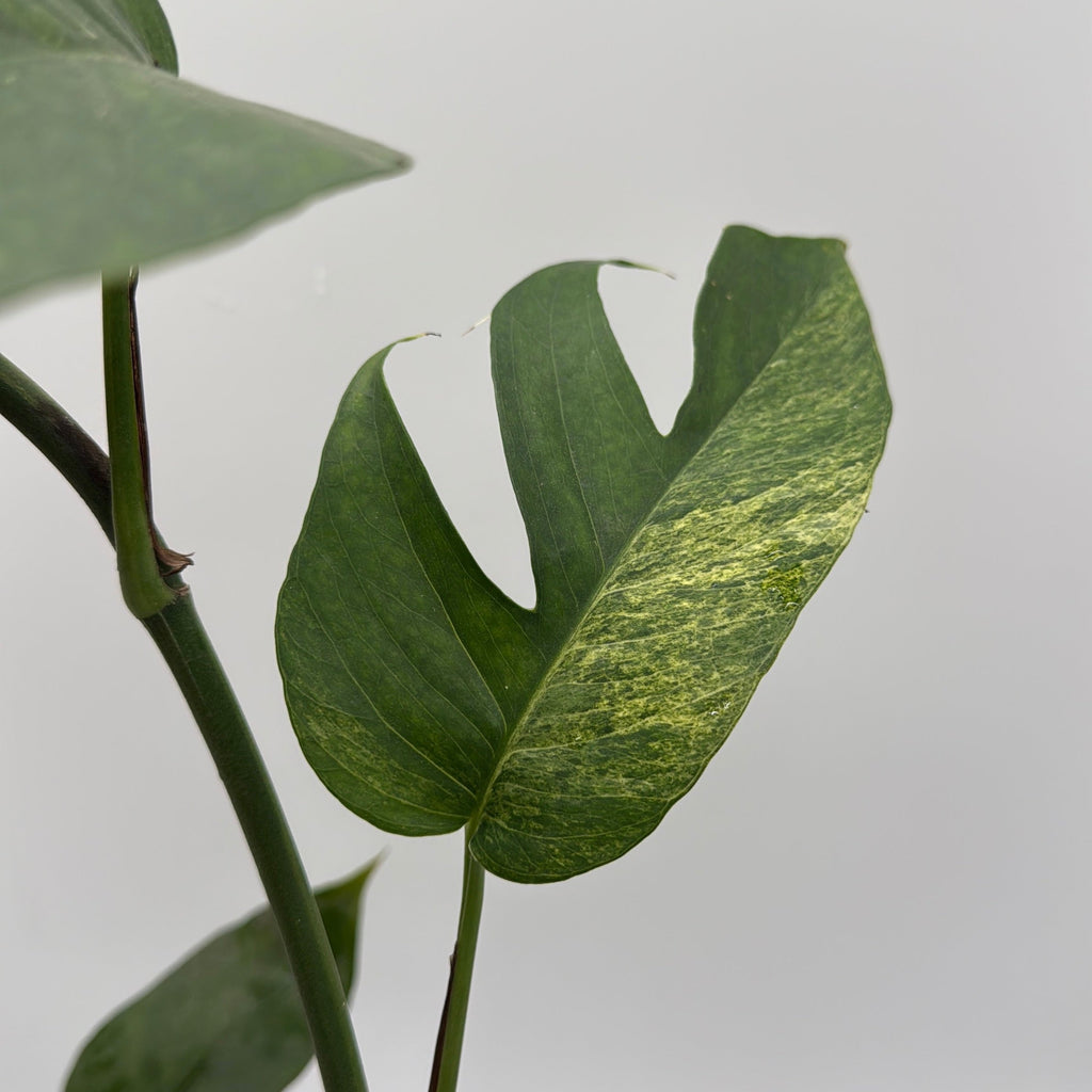 Pothos Jungle Mint