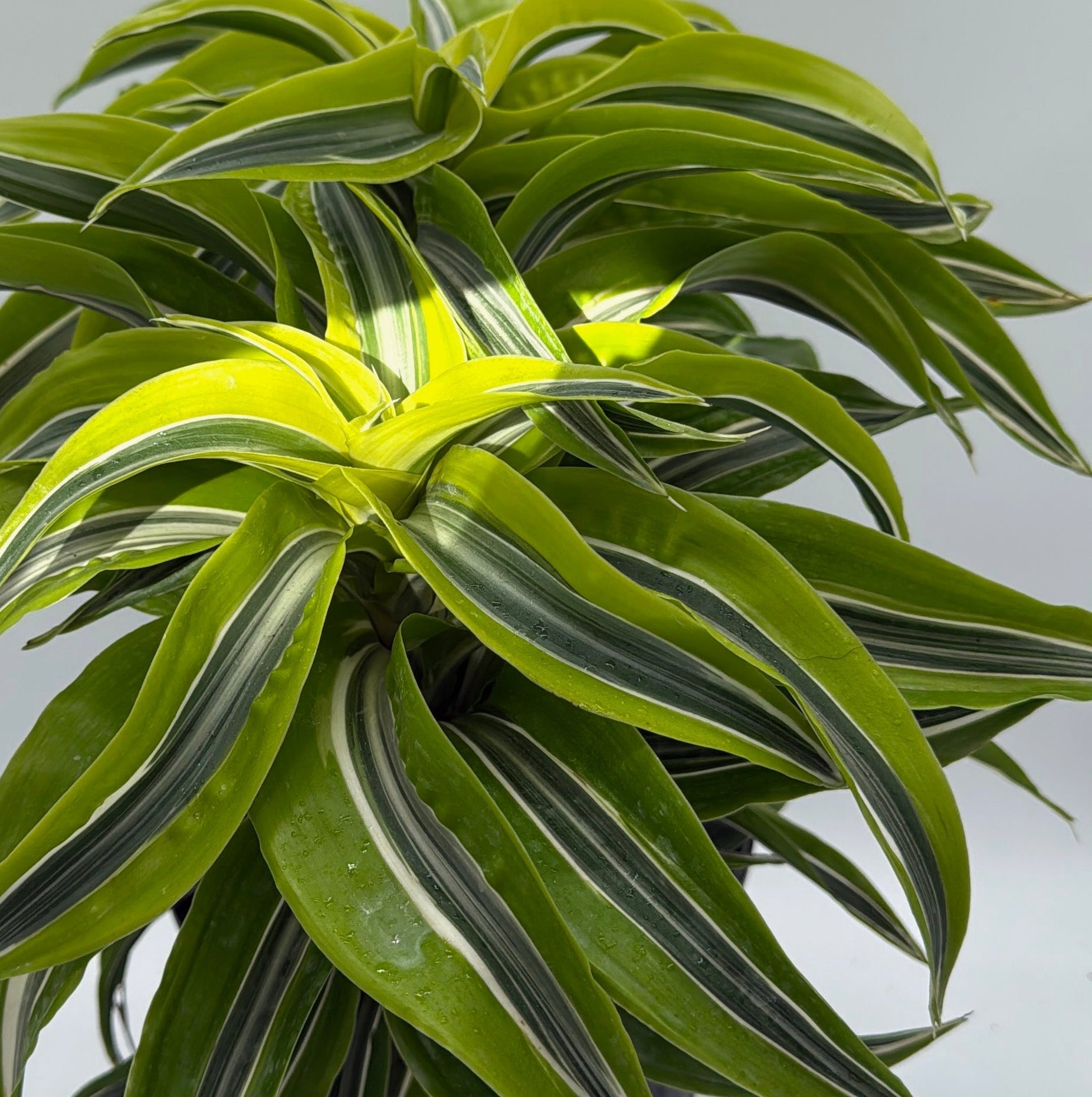 Dracaena 'Lemon Surprise'