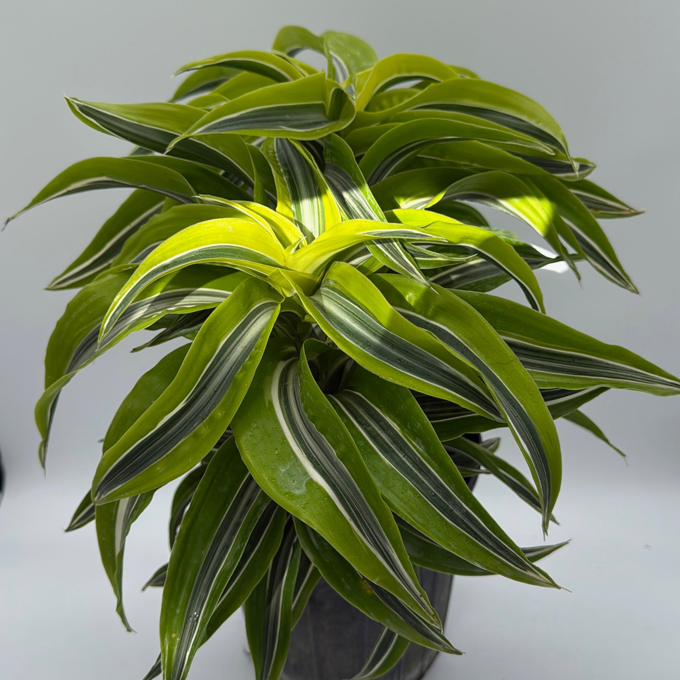 Dracaena 'Lemon Surprise'