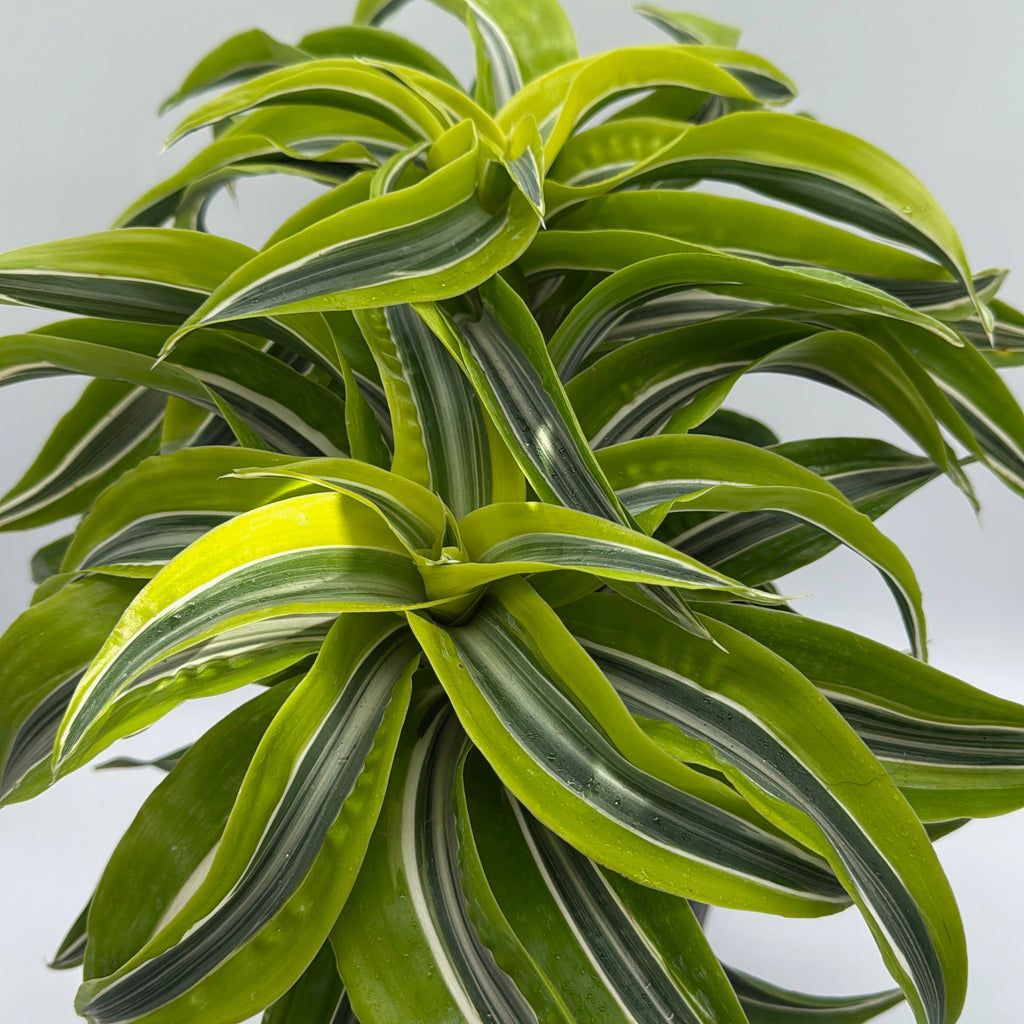Dracaena 'Lemon Surprise'