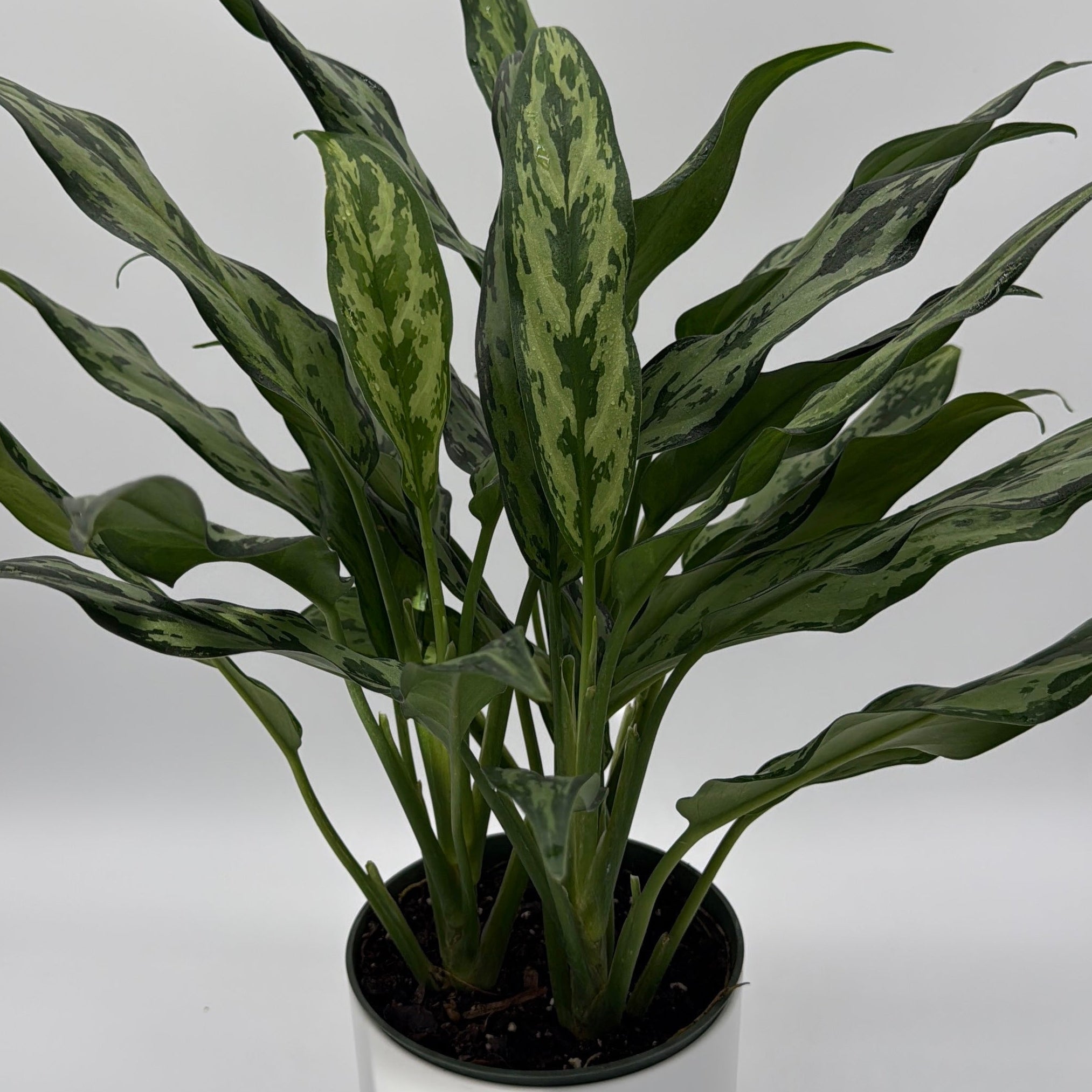 Aglaonema Juliette
