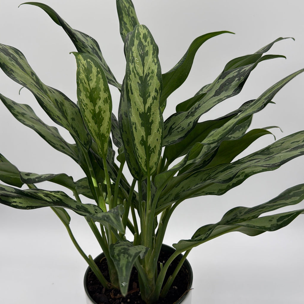 Aglaonema Juliette
