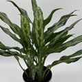 Aglaonema Juliette
