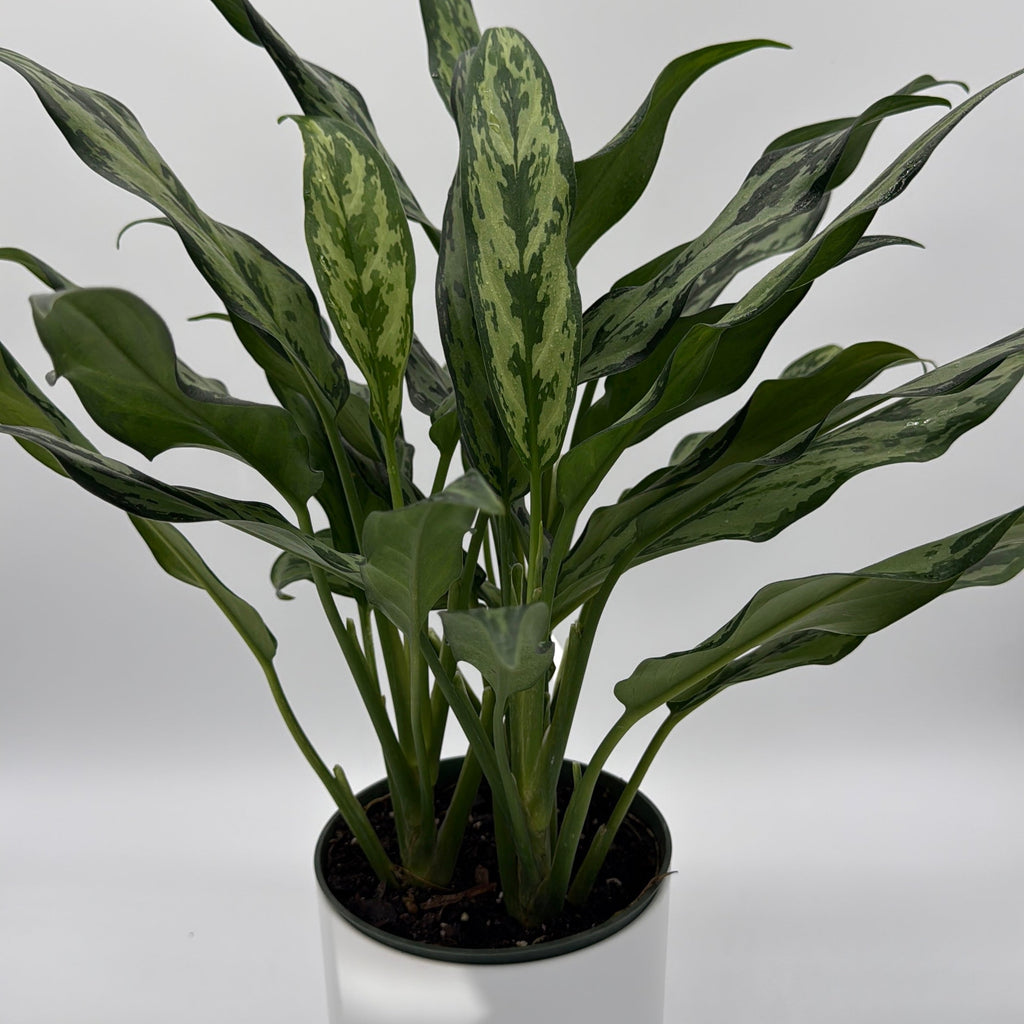 Aglaonema Juliette