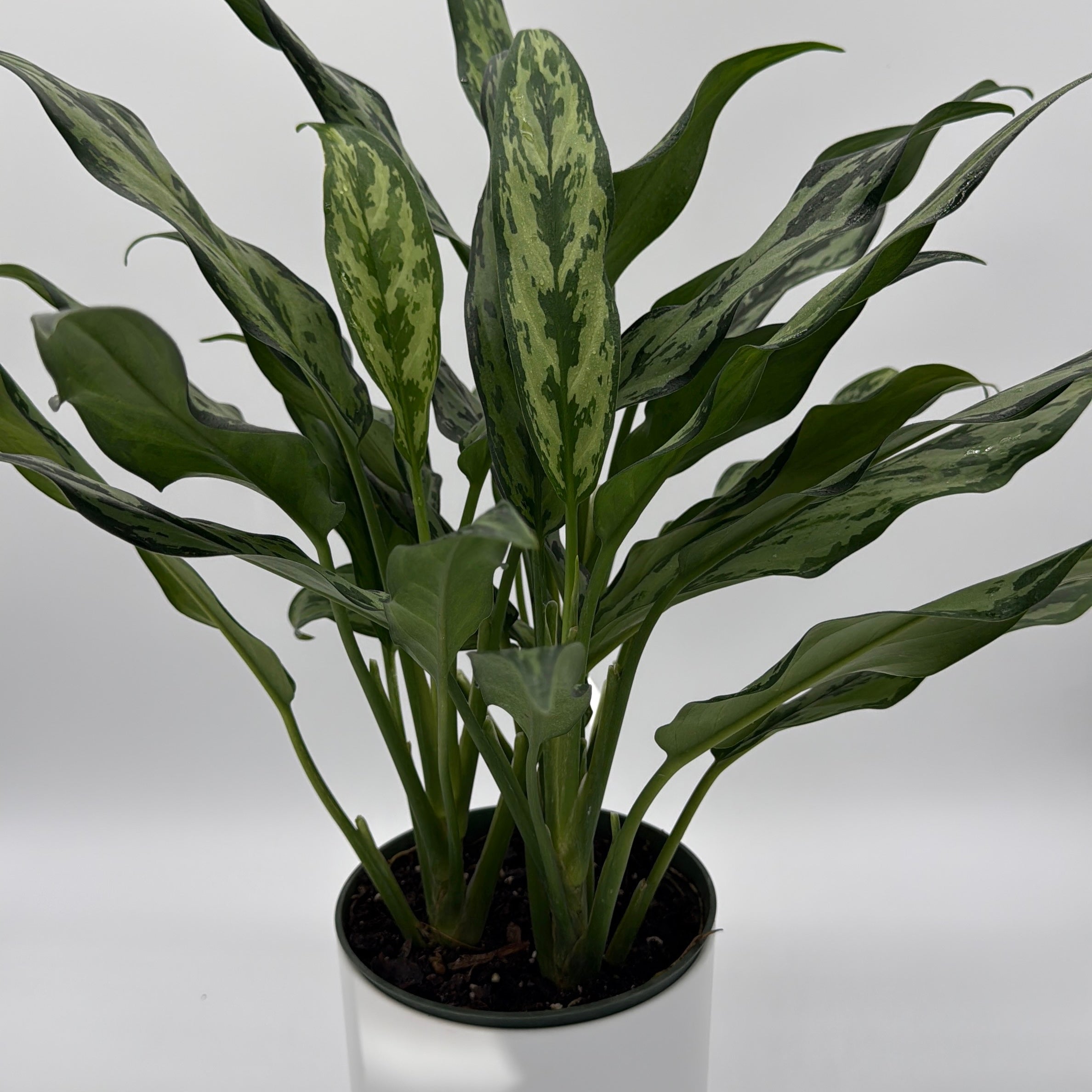 Aglaonema Juliette