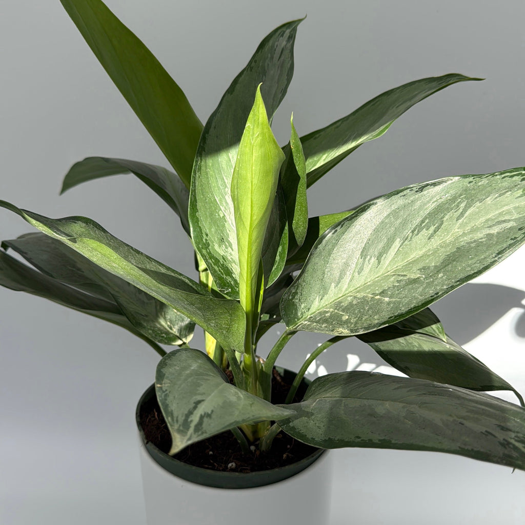 Aglaonema Silverado