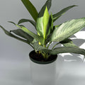 Aglaonema Silverado