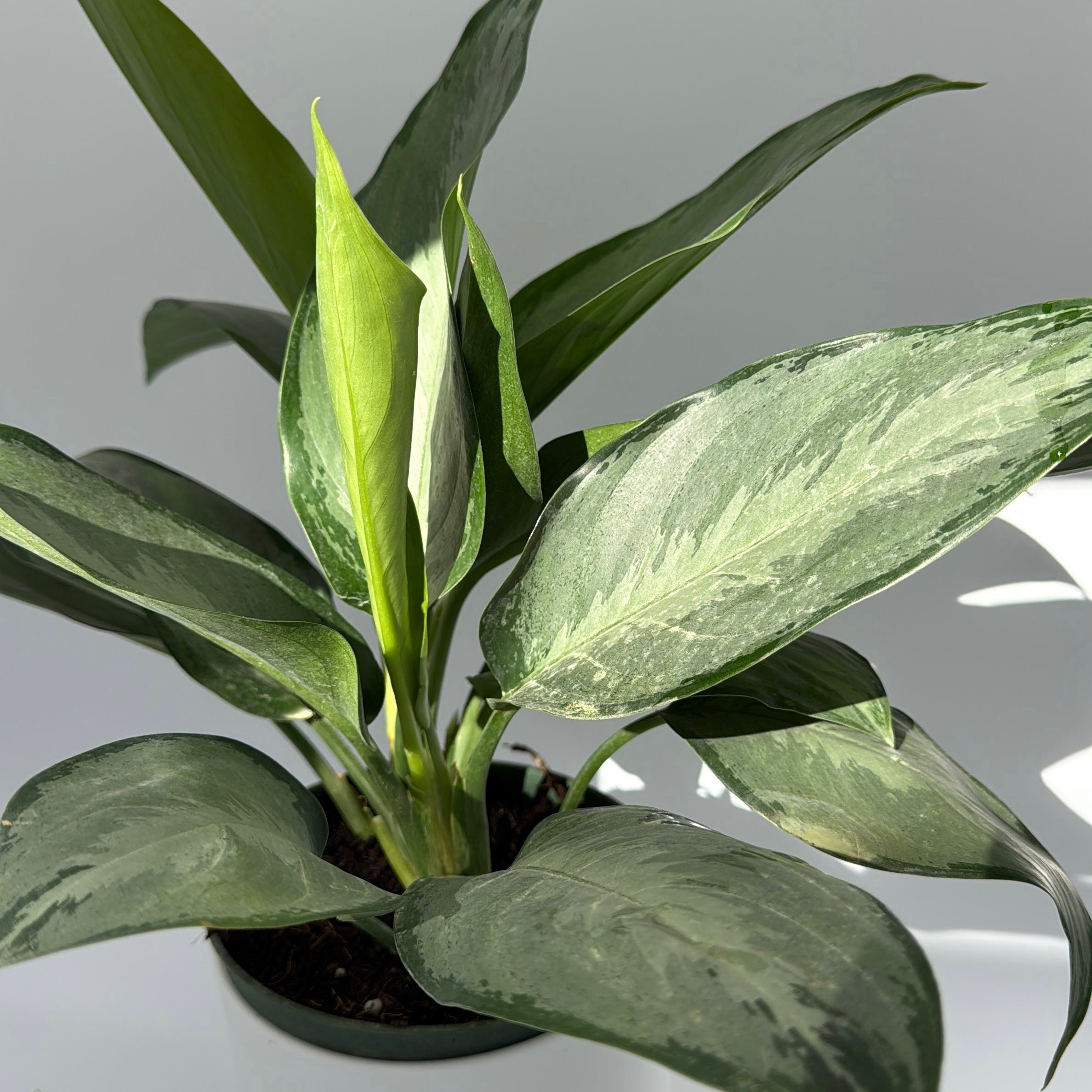 Aglaonema Silverado