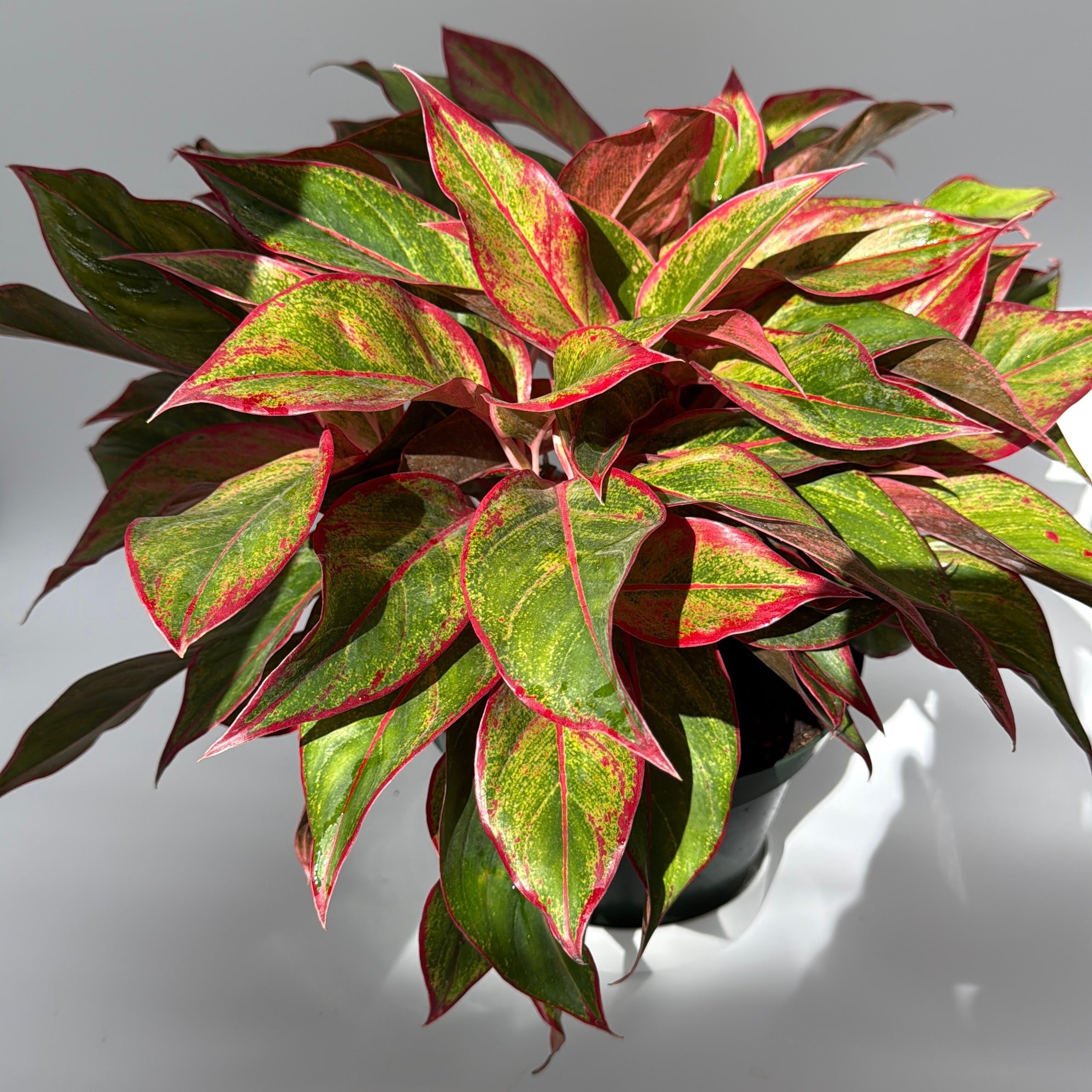 Aglaonema 'Siam Aurora'
