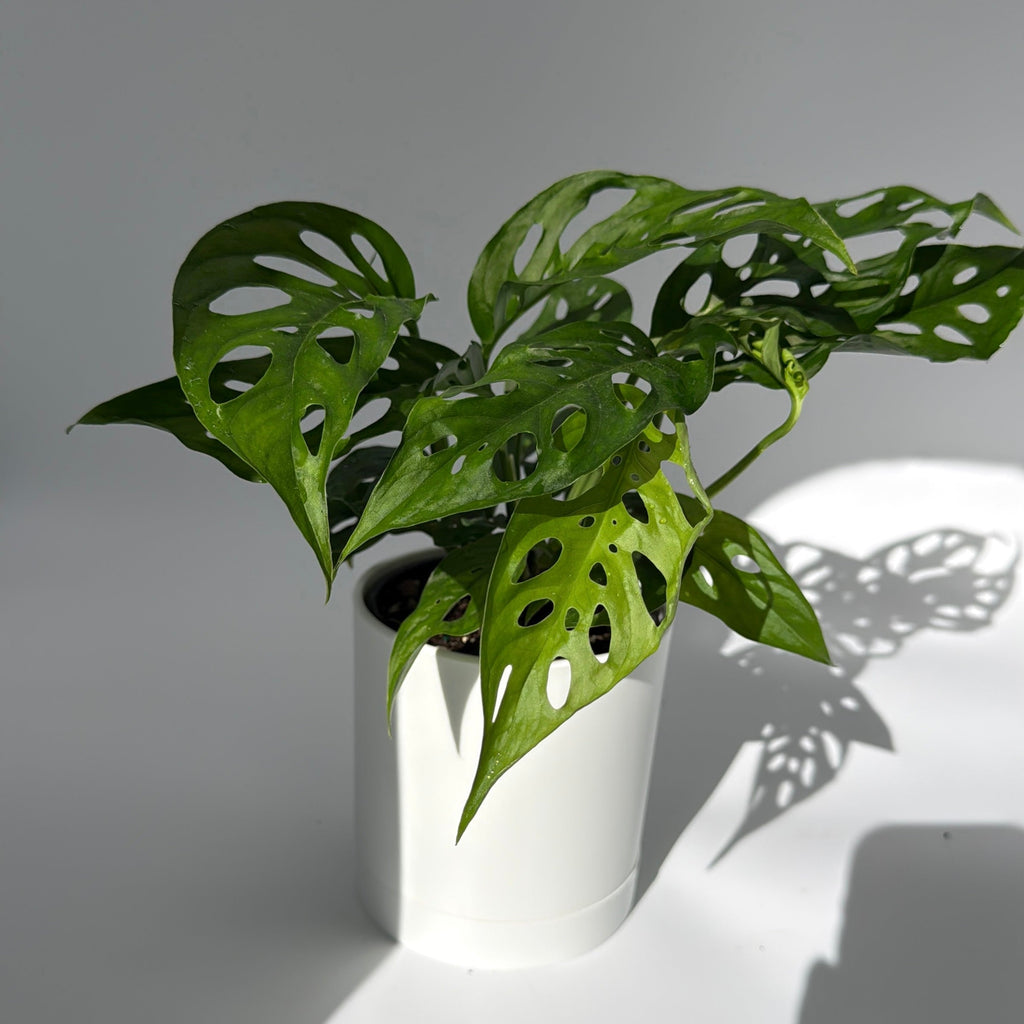 Monstera Adansonii (Swiss Cheese Plant)