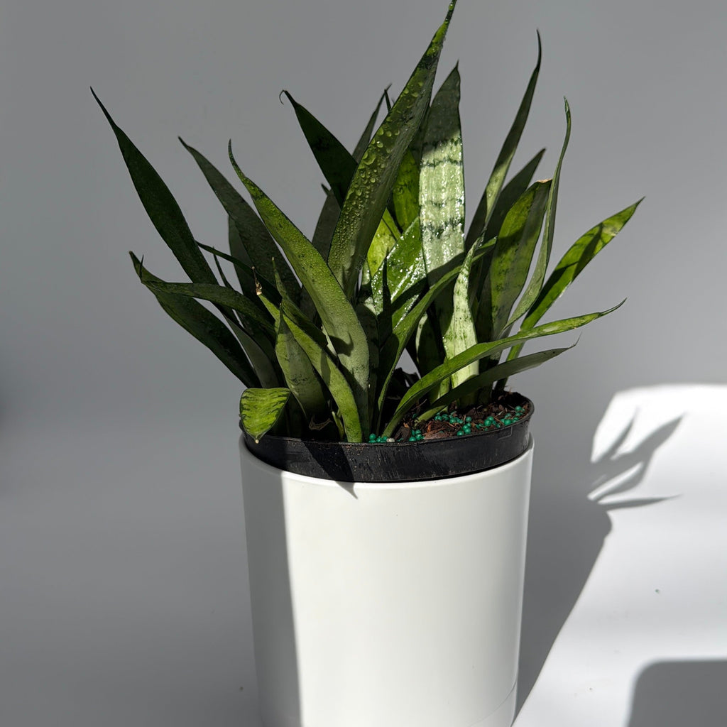 Sansevieria 'Silver Streak'