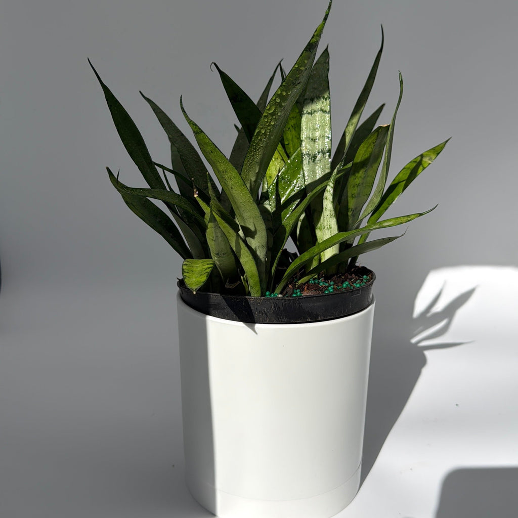 Sansevieria 'Silver Streak'